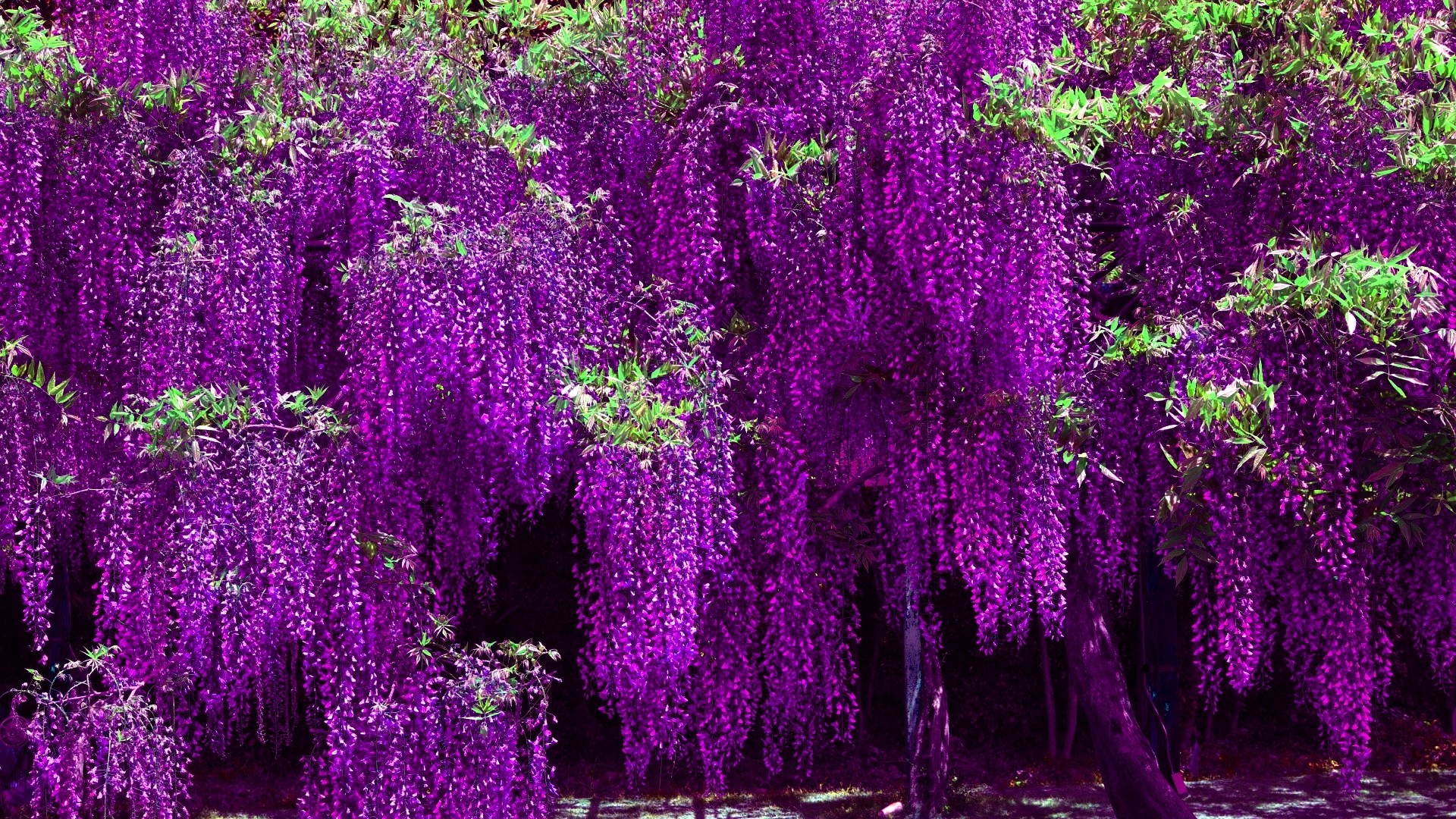 1920x1080 8. tree-with-purple-flowers-wallpaper8-600x338