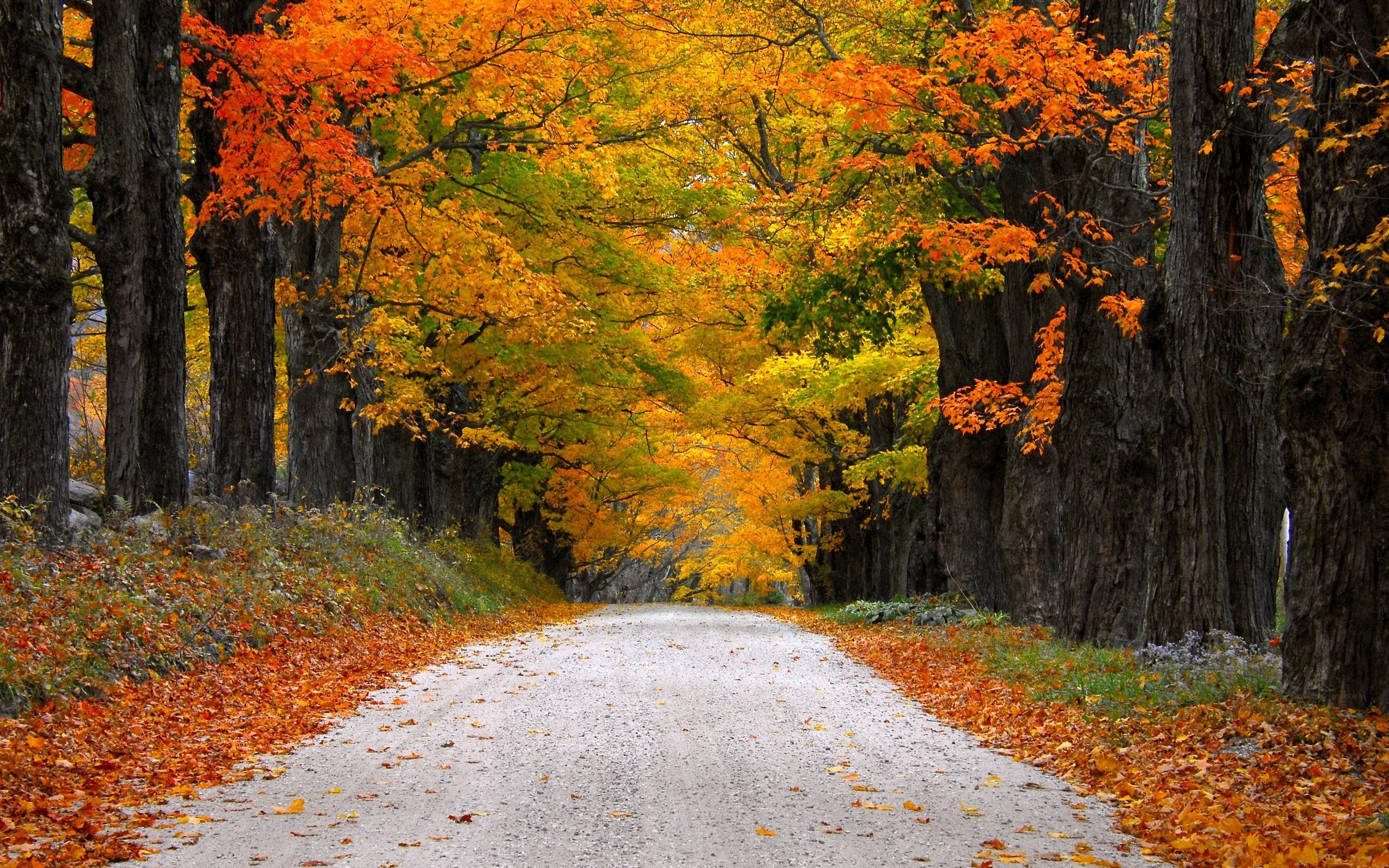 2560x1600 Autumn nature path leaves mountain fall colorful trees road wallpaper |   | 632912 | WallpaperUP