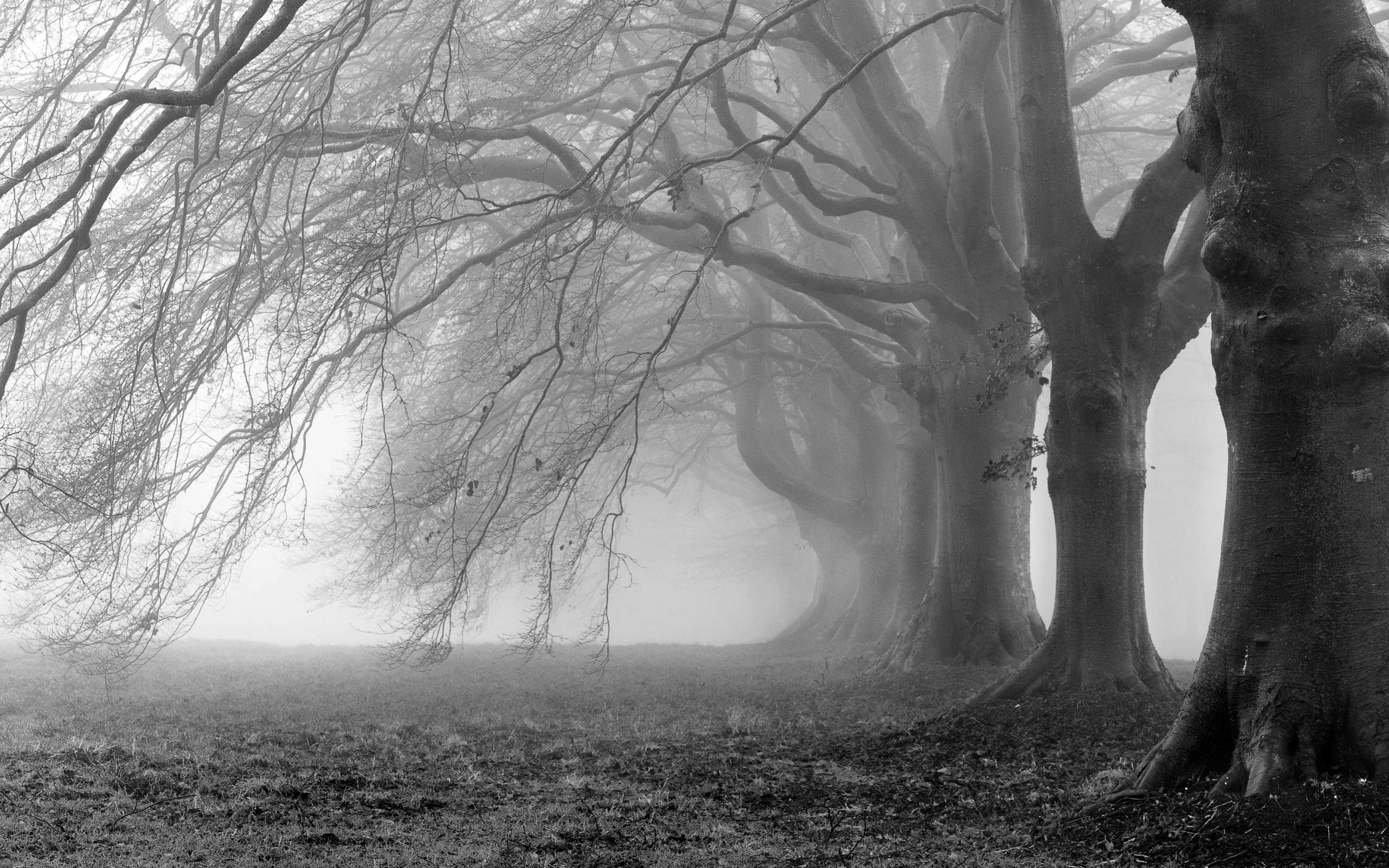 2560x1600 Tree Black and White HD Picture Wallpapers.