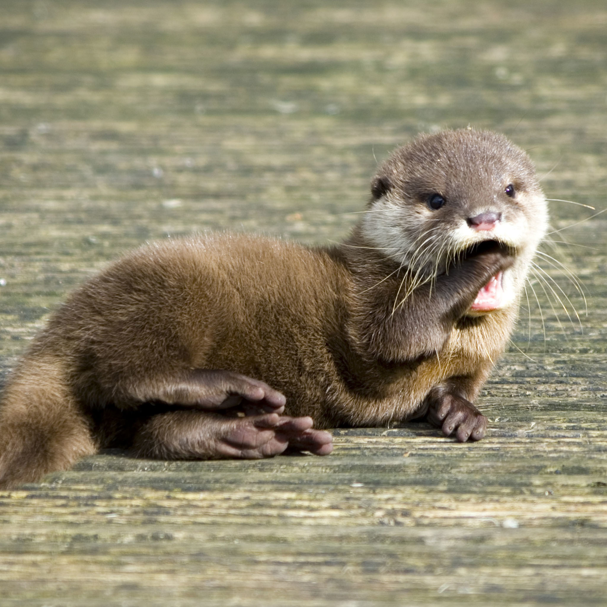 2048x2048 2048 x 2048 iPod 3 wallpapers, backgrounds - Cute Baby Otter