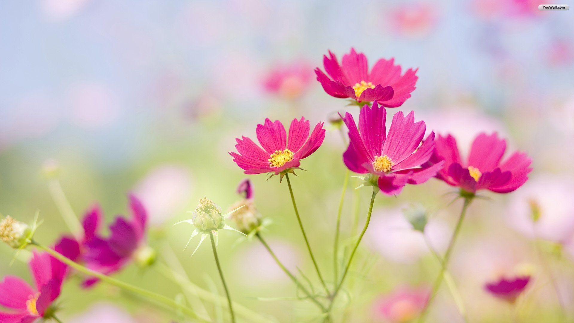 1920x1080 stocks at Beautiful Flower Wallpapers group