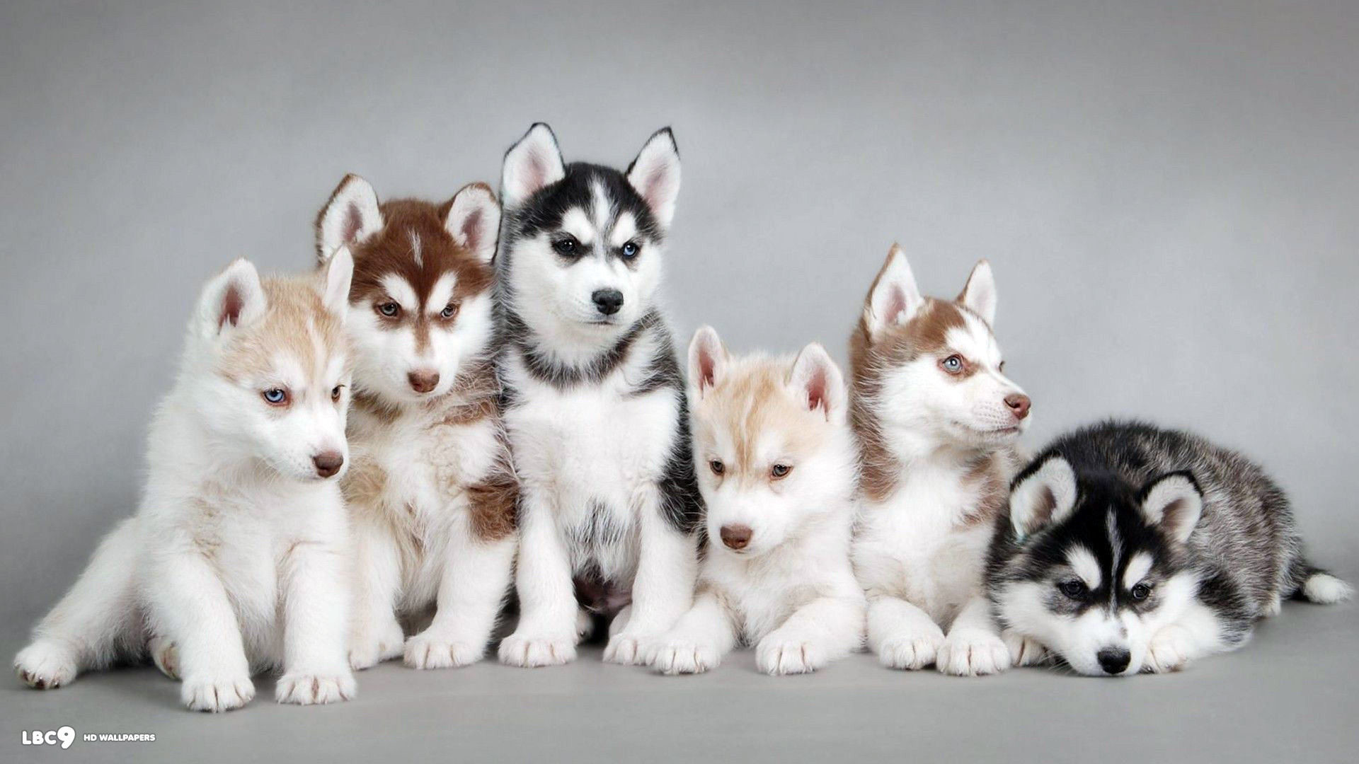 1920x1080 cute husky puppies in snow wallpaper desktop background