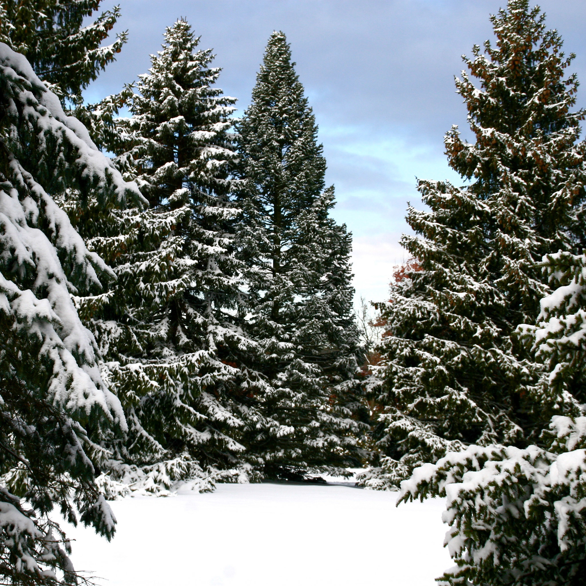 2048x2048 liz west - snowy spruce trees landscape ipad wallpaper