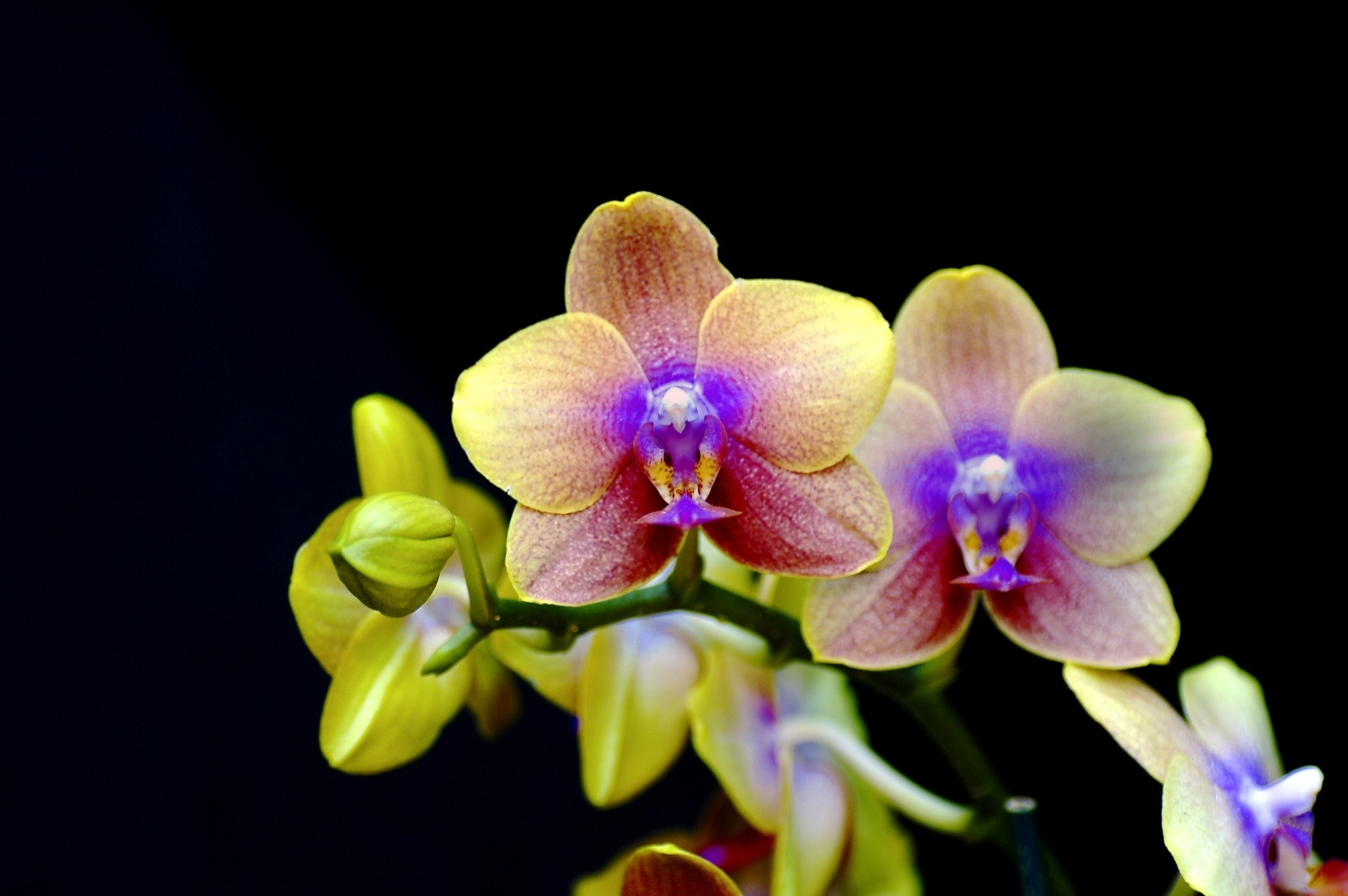 2048x1361 singing-orchid. Scientists in Cool Earth's ...