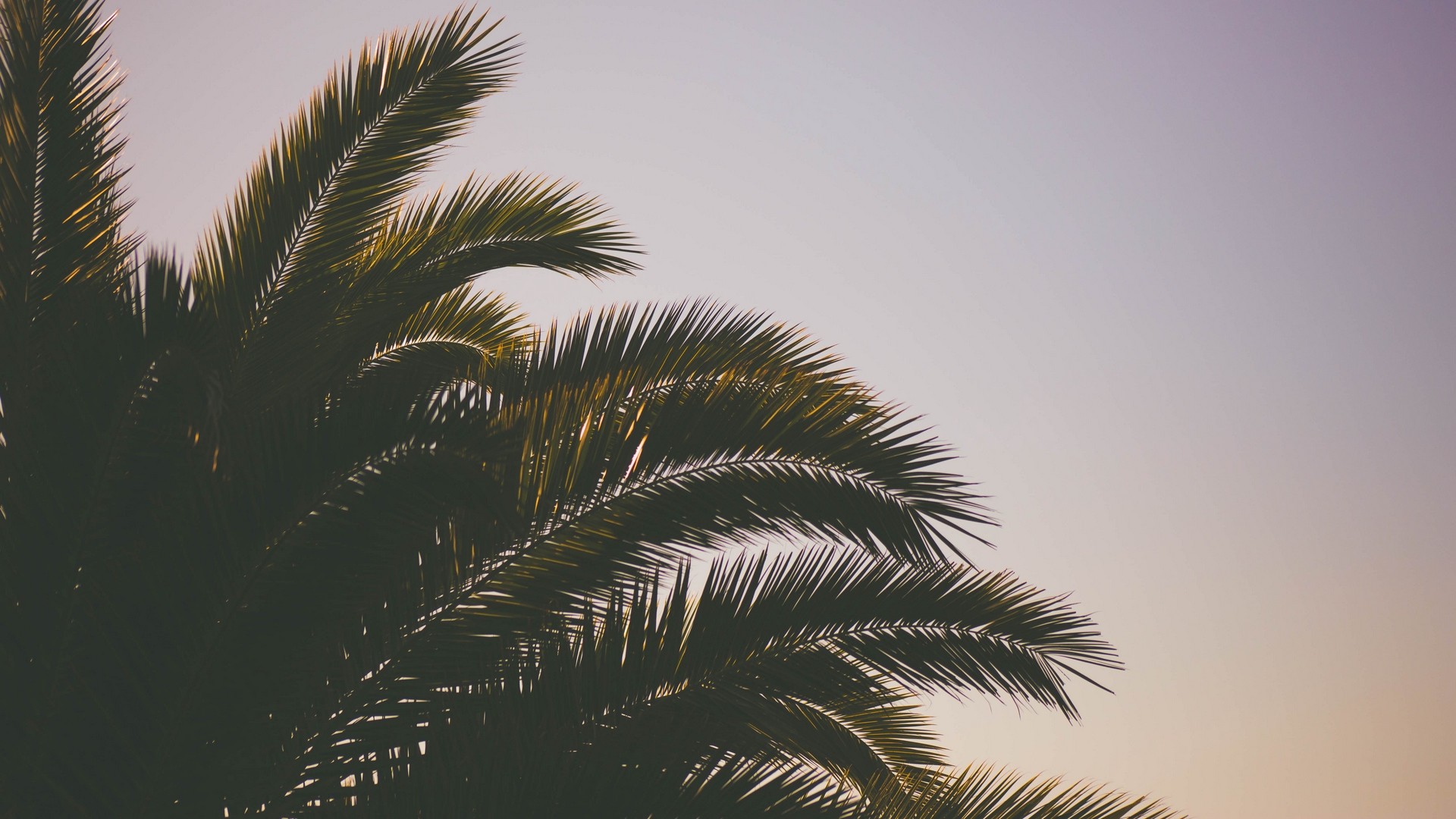 1920x1080  Wallpaper palm tree, branches, sky
