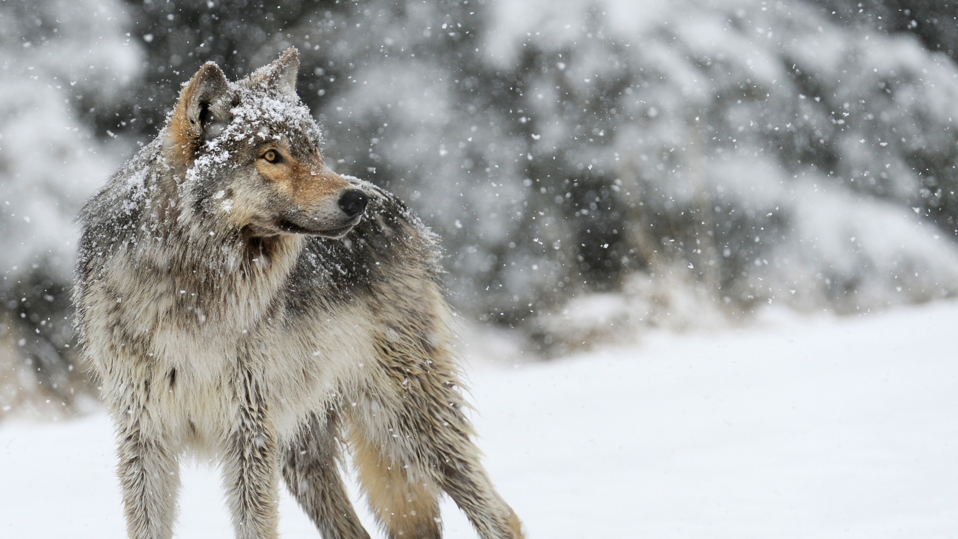 1920x1080 ... Background Full HD 1080p.  Wallpaper wolf, snow, winter,  predator