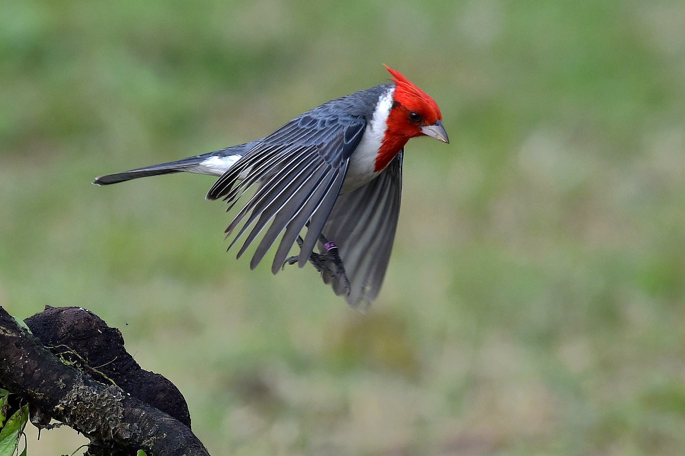 2267x1511 Animal - Red-Crested Cardinal Bokeh Flight Bird Cardinal Wallpaper