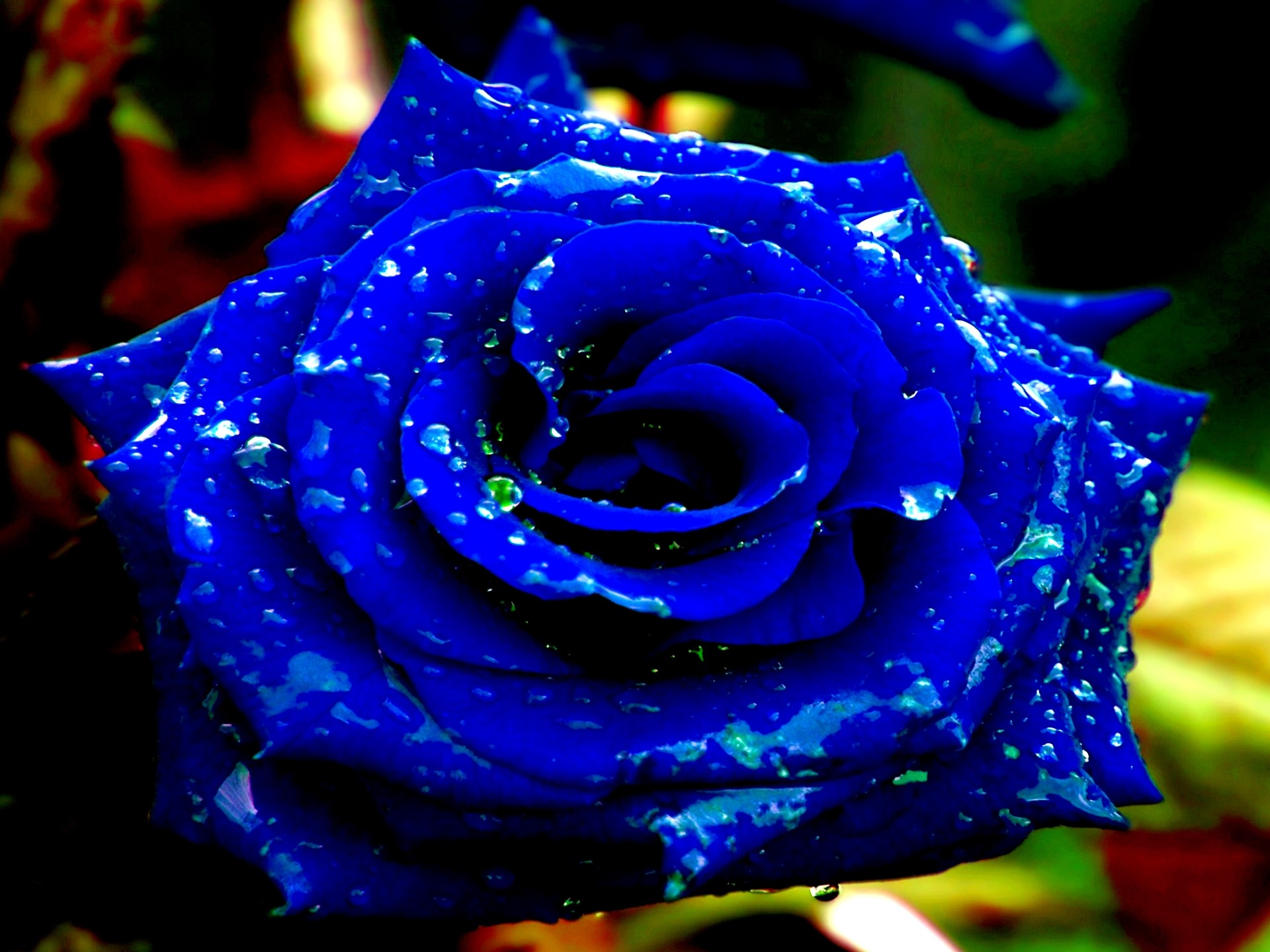 1920x1440 Dazzling Royal Blue Rose with water drops! Just gorgeous.