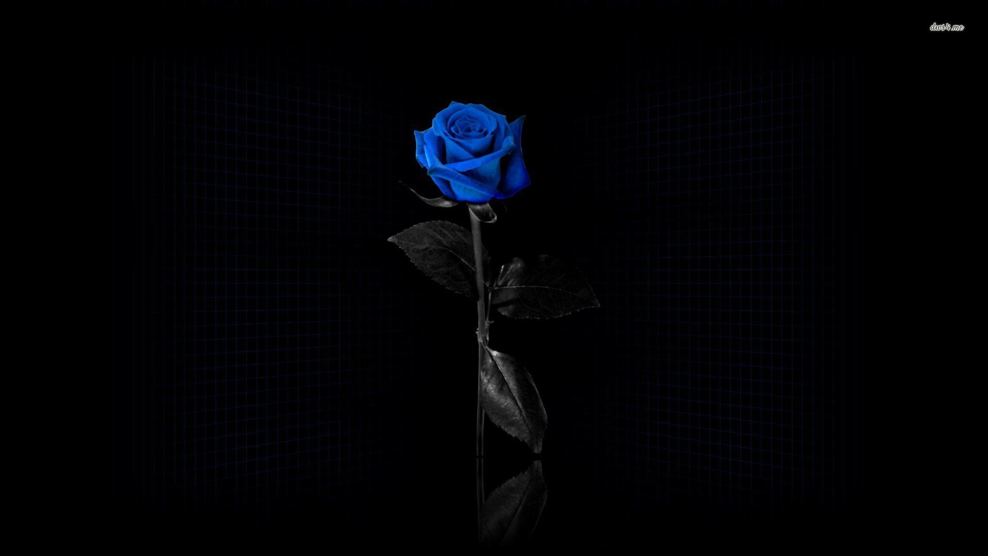 1920x1080 ~Blue Rose~ | Roses | Pinterest | Blue roses, Rose and Rose wallpaper