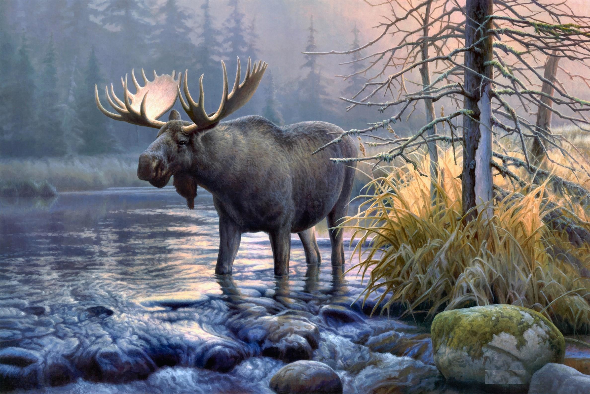 2376x1588 Wildlife Â· Moose HD Wallpapers | Moose Desktop ...