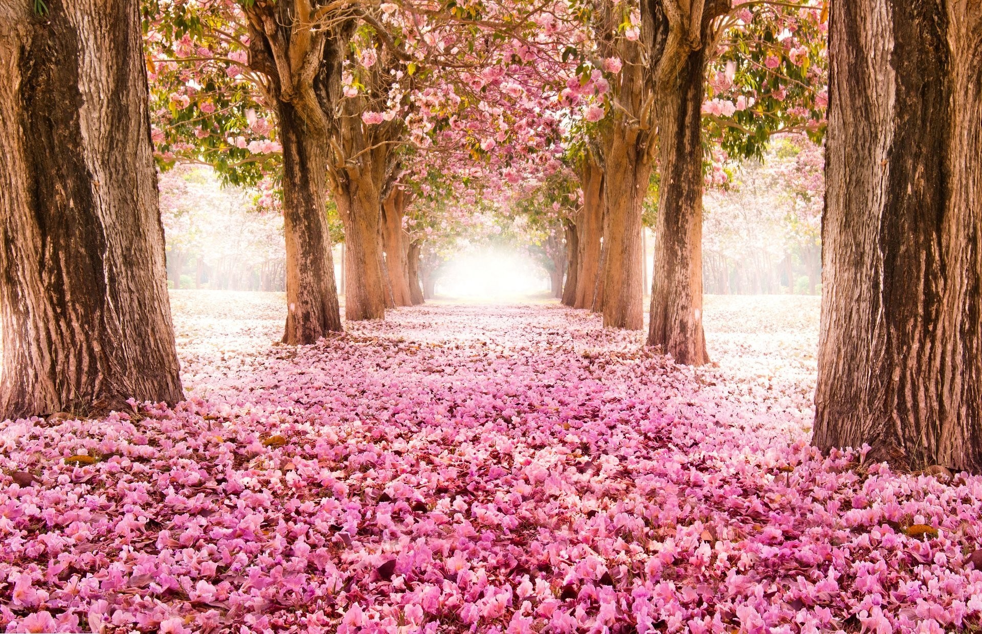 1920x1240 park alley road sakura bloom tree flower pink nature