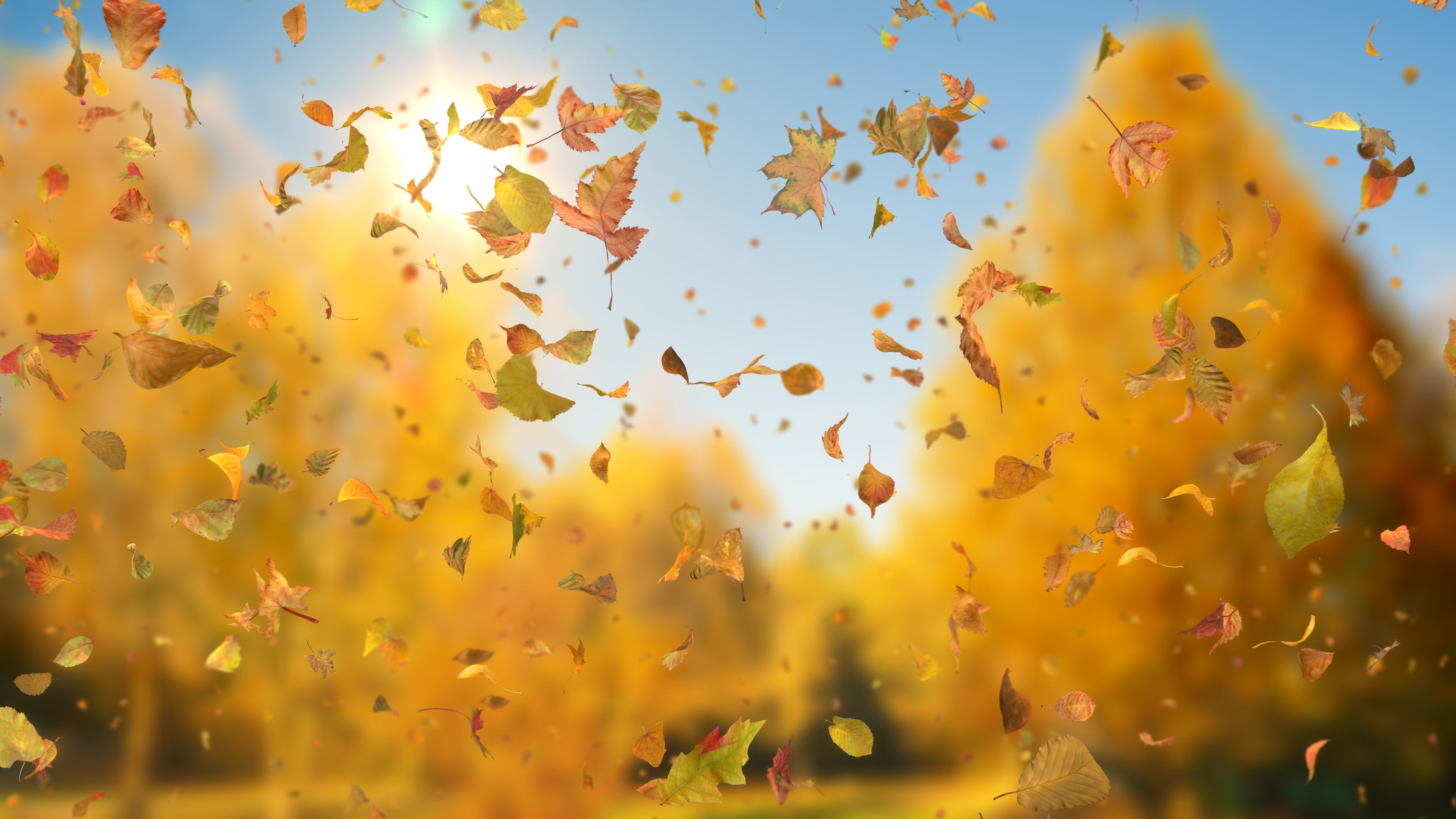 3840x2160 'Autumn Fall Leaves Sideways' - Realistic Falling Leaves Motion Background  Loop-SampleStill