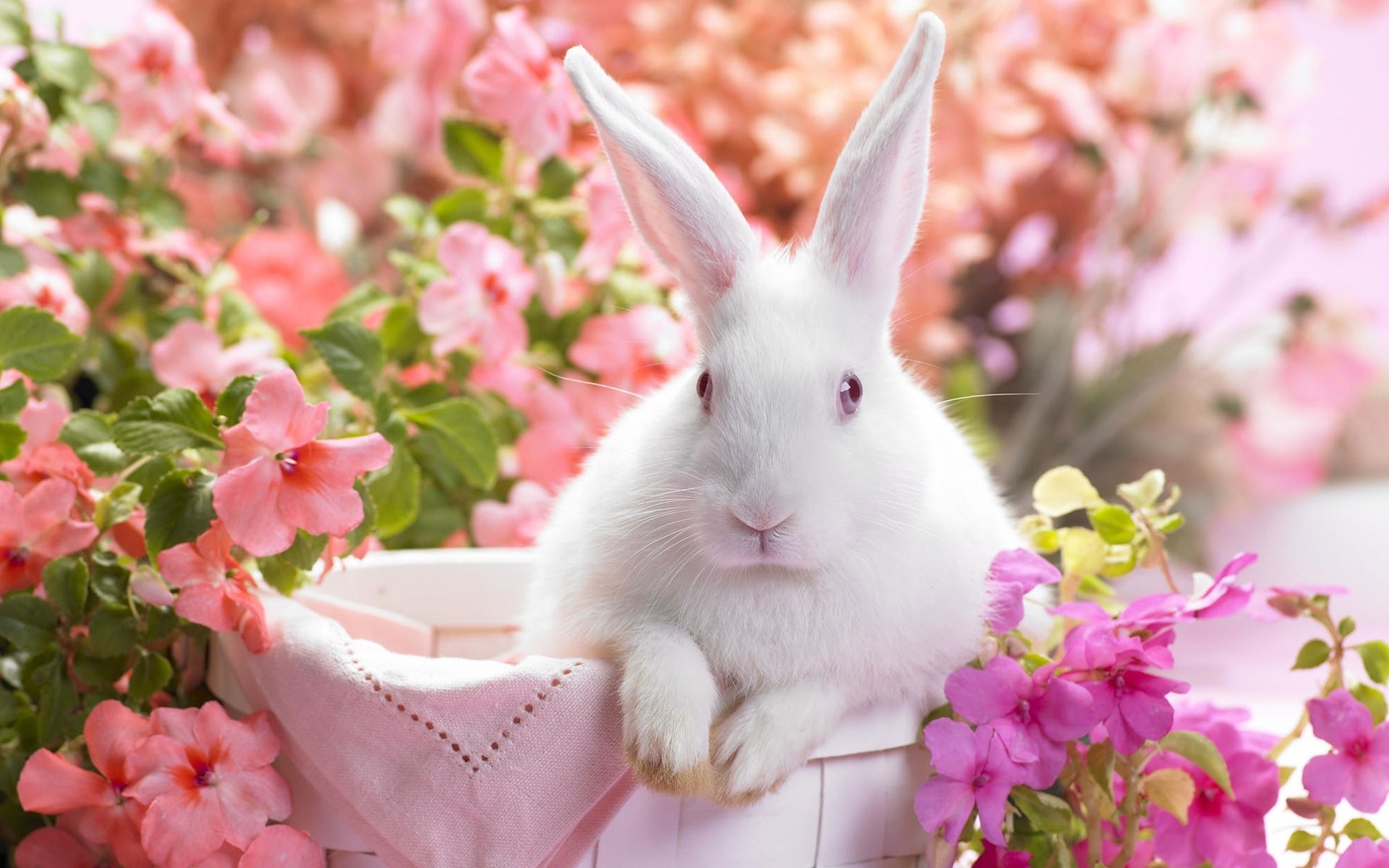 1920x1200 White Easter bunny wallpapers and stock photos