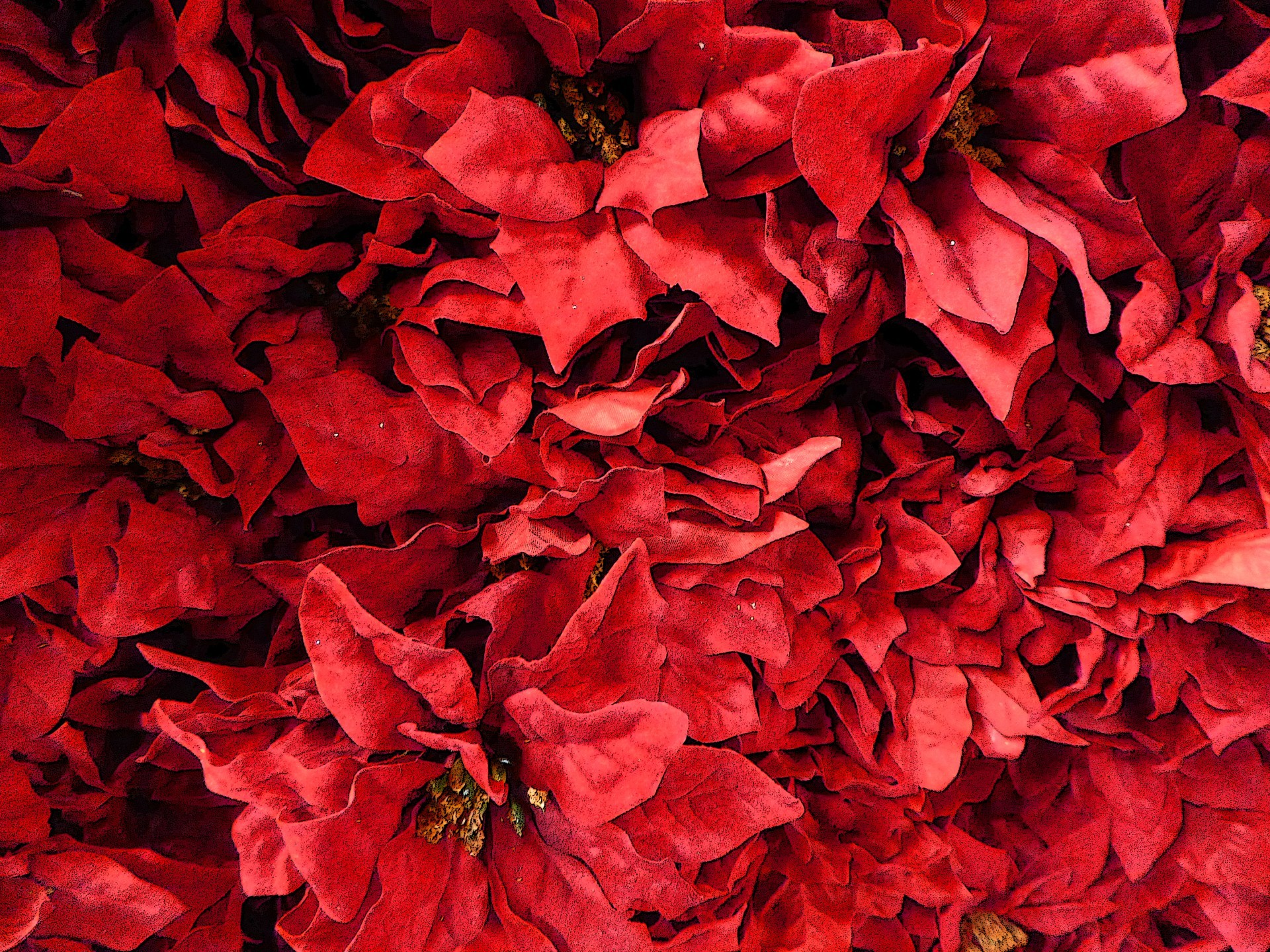 1920x1440 Poinsettia Background For Christmas