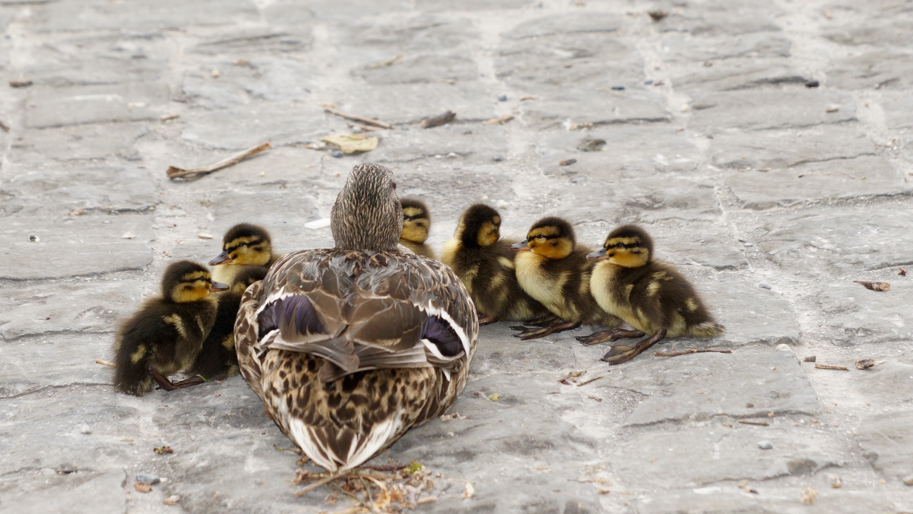 3008x1692 Mallard, Waterfowl, Young Duck, Young, animal themes, young bird