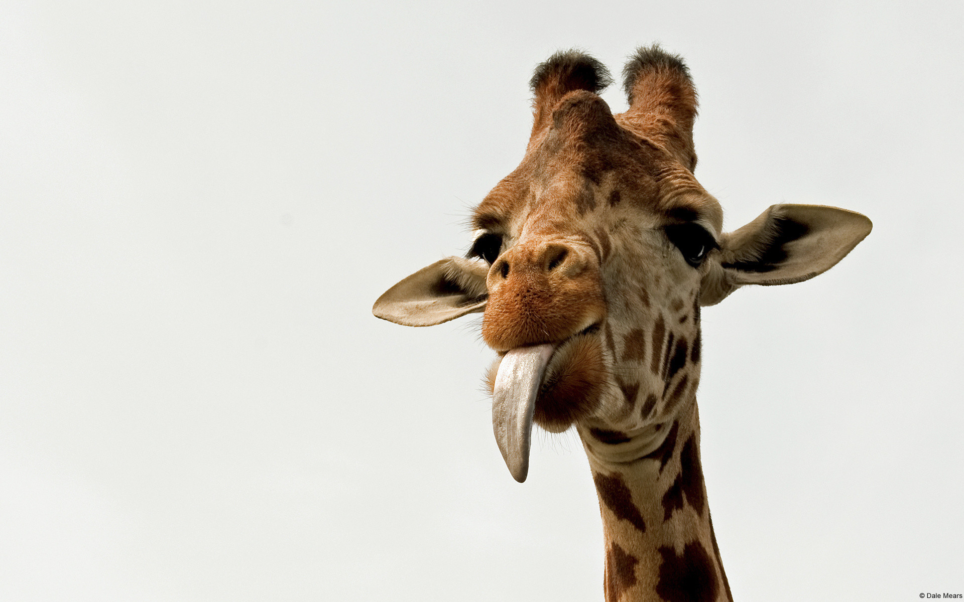 1920x1200 Giraffe Images Wallpapers (41 Wallpapers)