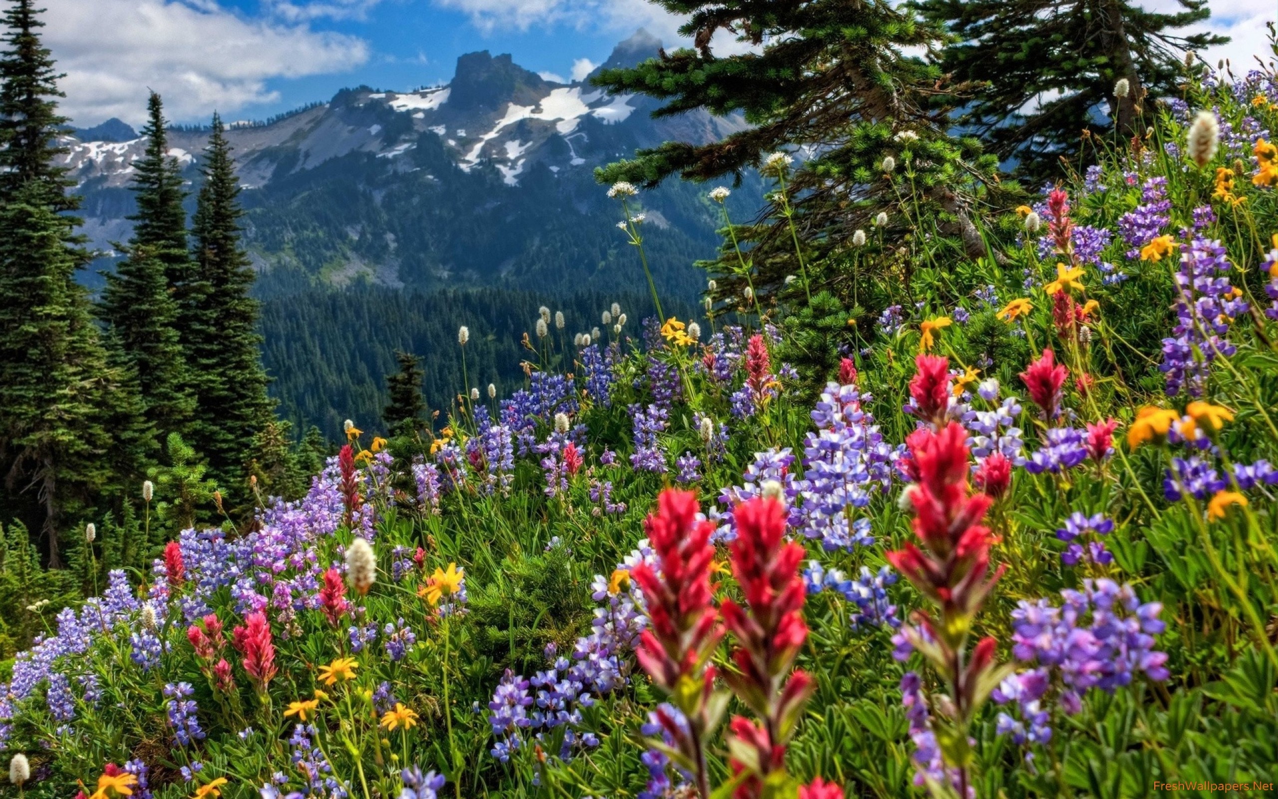 2560x1600 Spring Flowers Carpet in the Mountains wallpaper