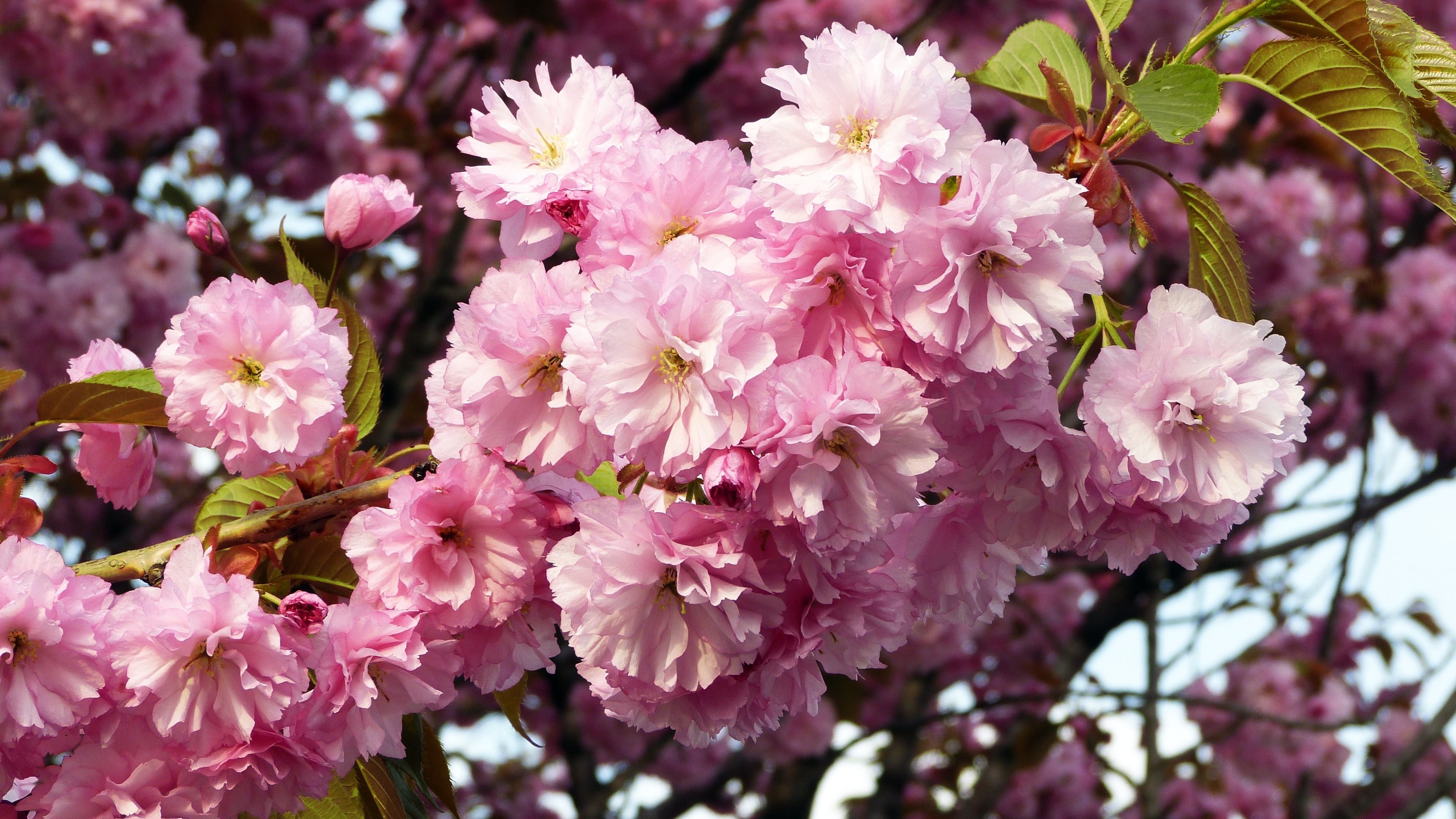 3840x2160 4K HD Wallpaper: Pink Cherry Blossom