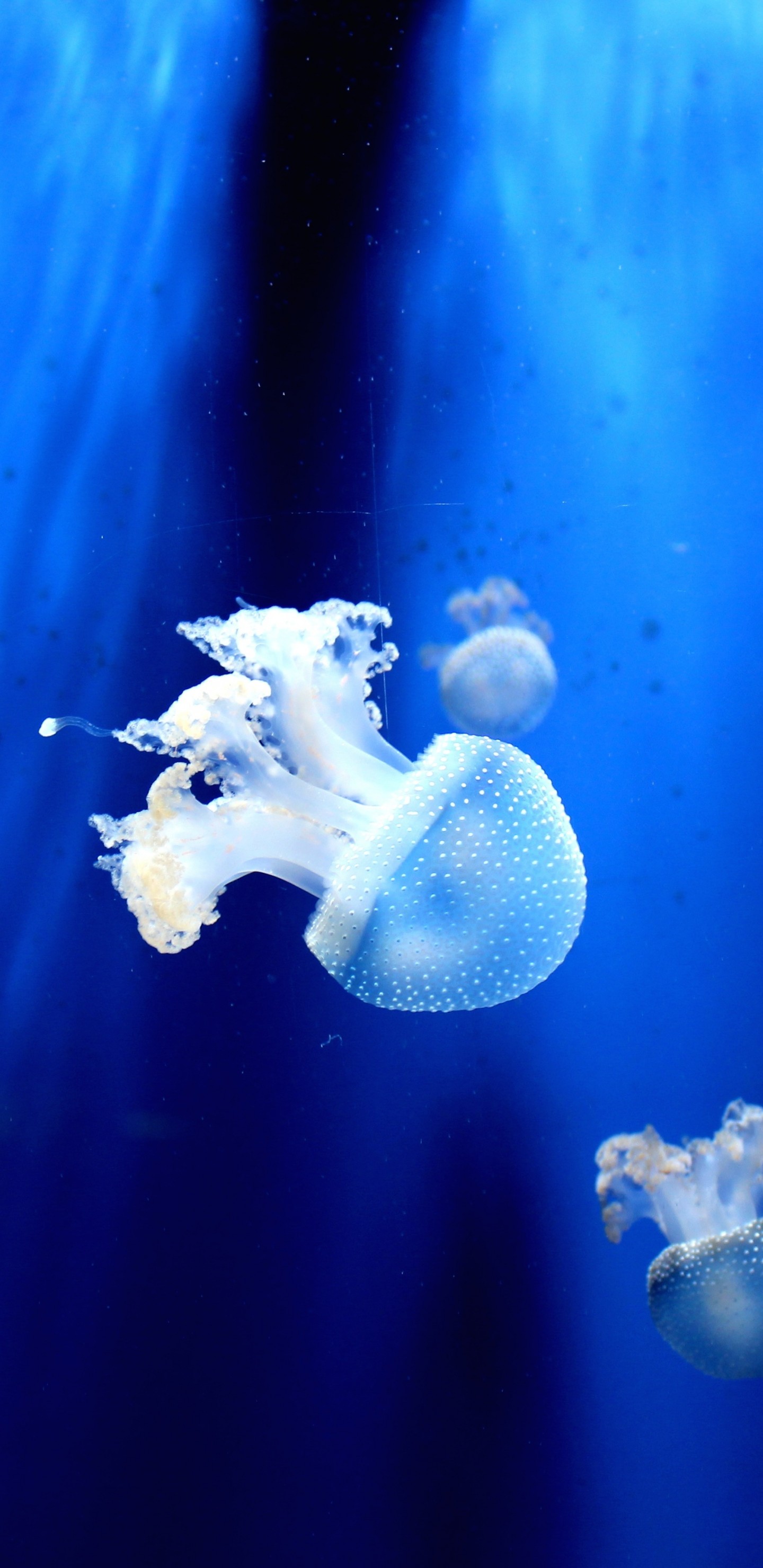1440x2960 Jellyfish, Underwater