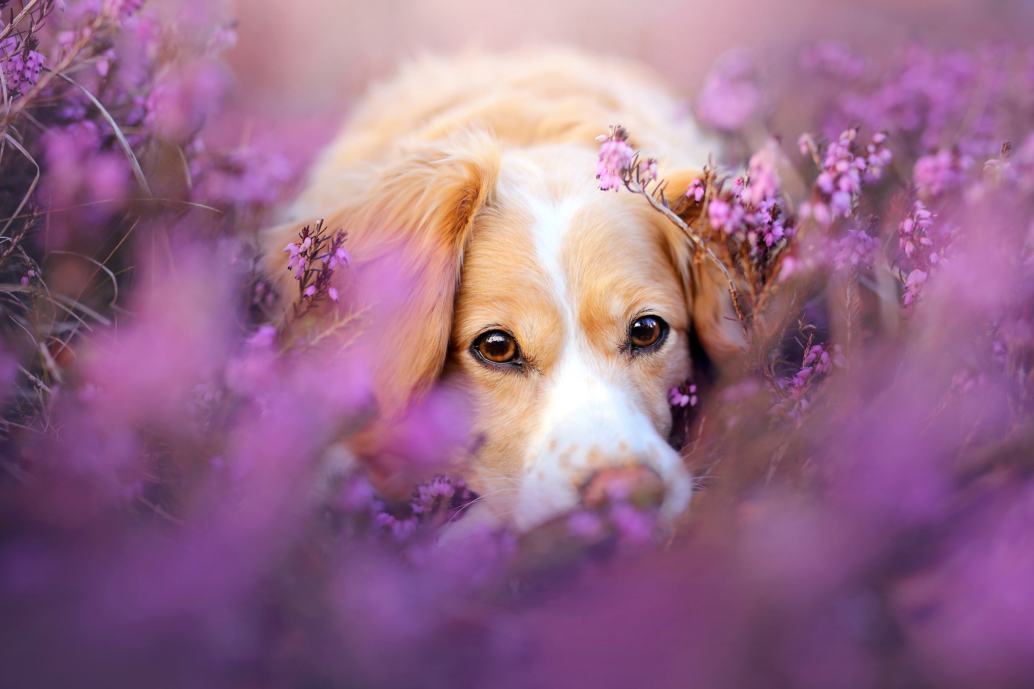 Puppies And Flowers Wallpapers (63+ images)