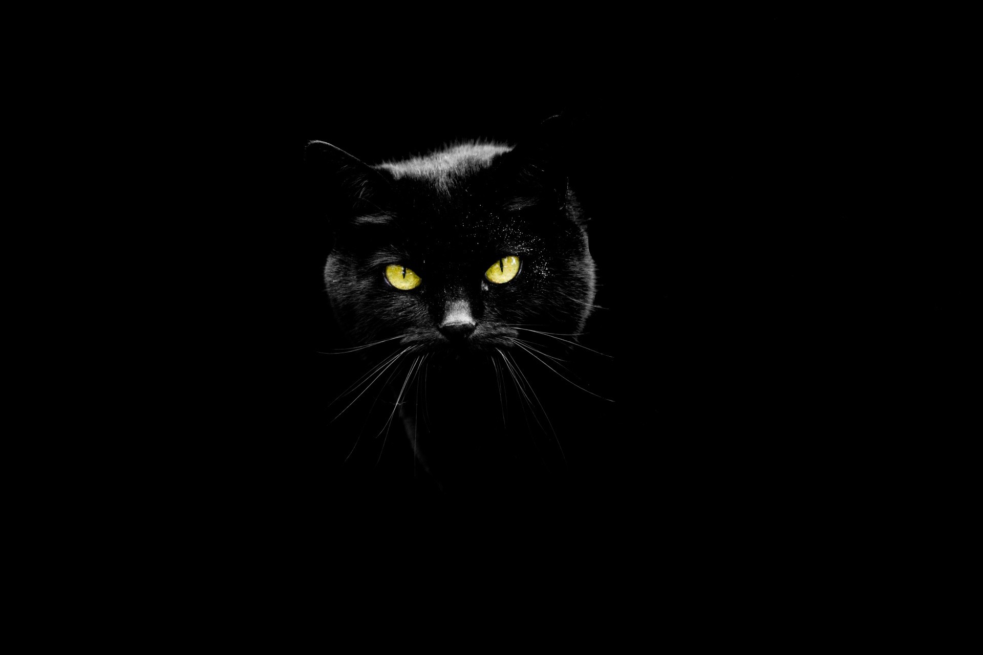 1920x1280 ... Black Cat ...