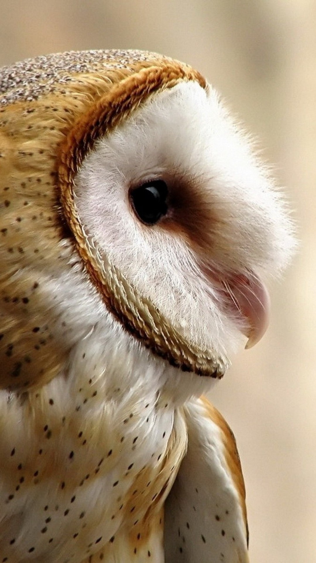 1080x1920 Beautiful Barn Owl close up