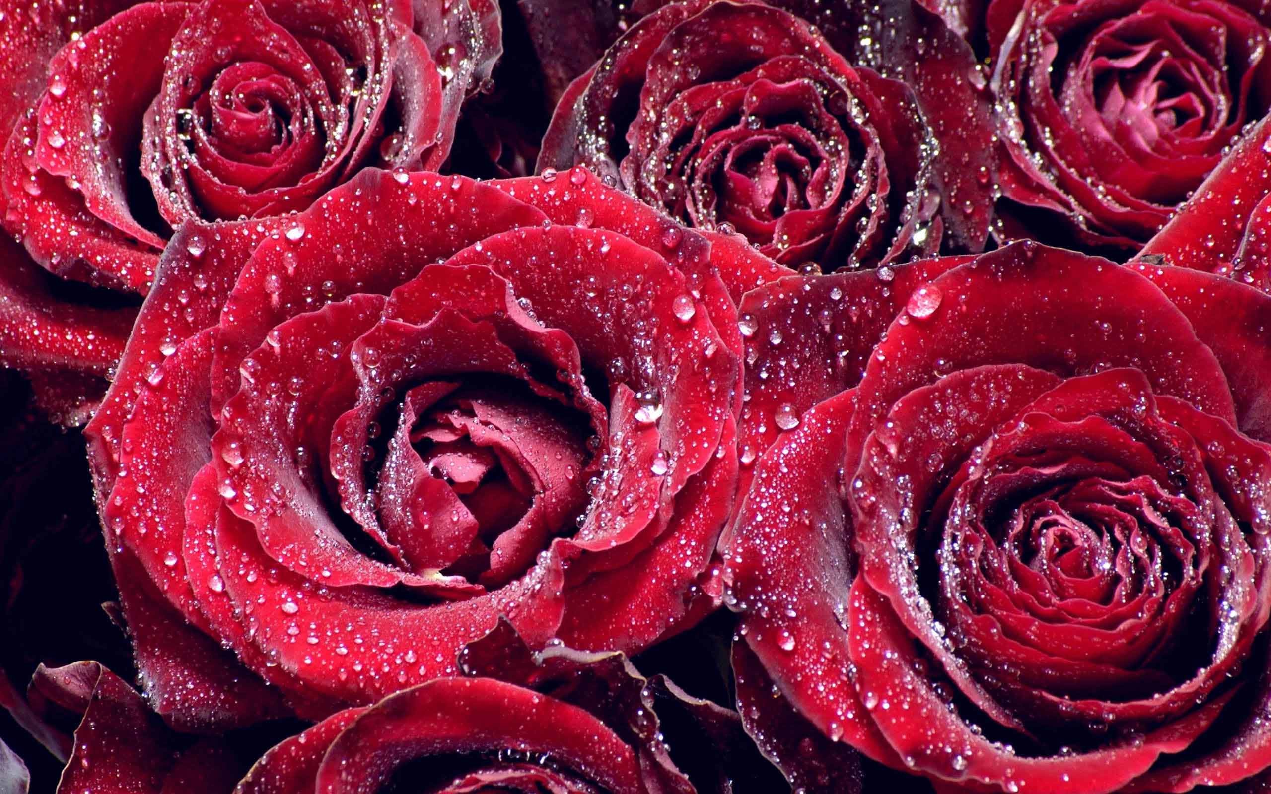 2560x1600 Flowers Red Roses Water Background Nature Download
