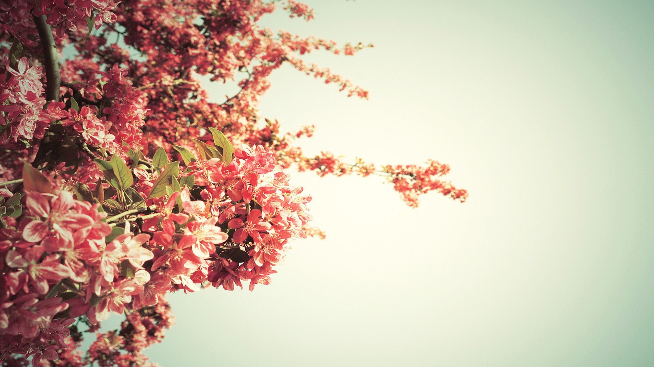 2560x1440 Spring Powerpoint Backgrounds ...