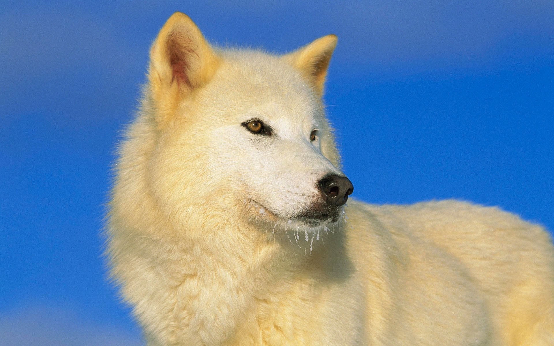 1920x1200  Animal - Arctic Wolf Wolf Wallpaper