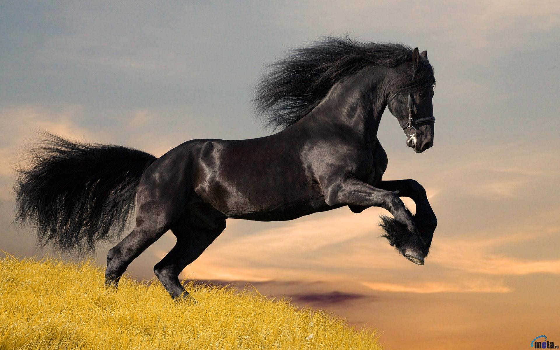 1920x1200 Friesians images Friesian HD wallpaper and background photos
