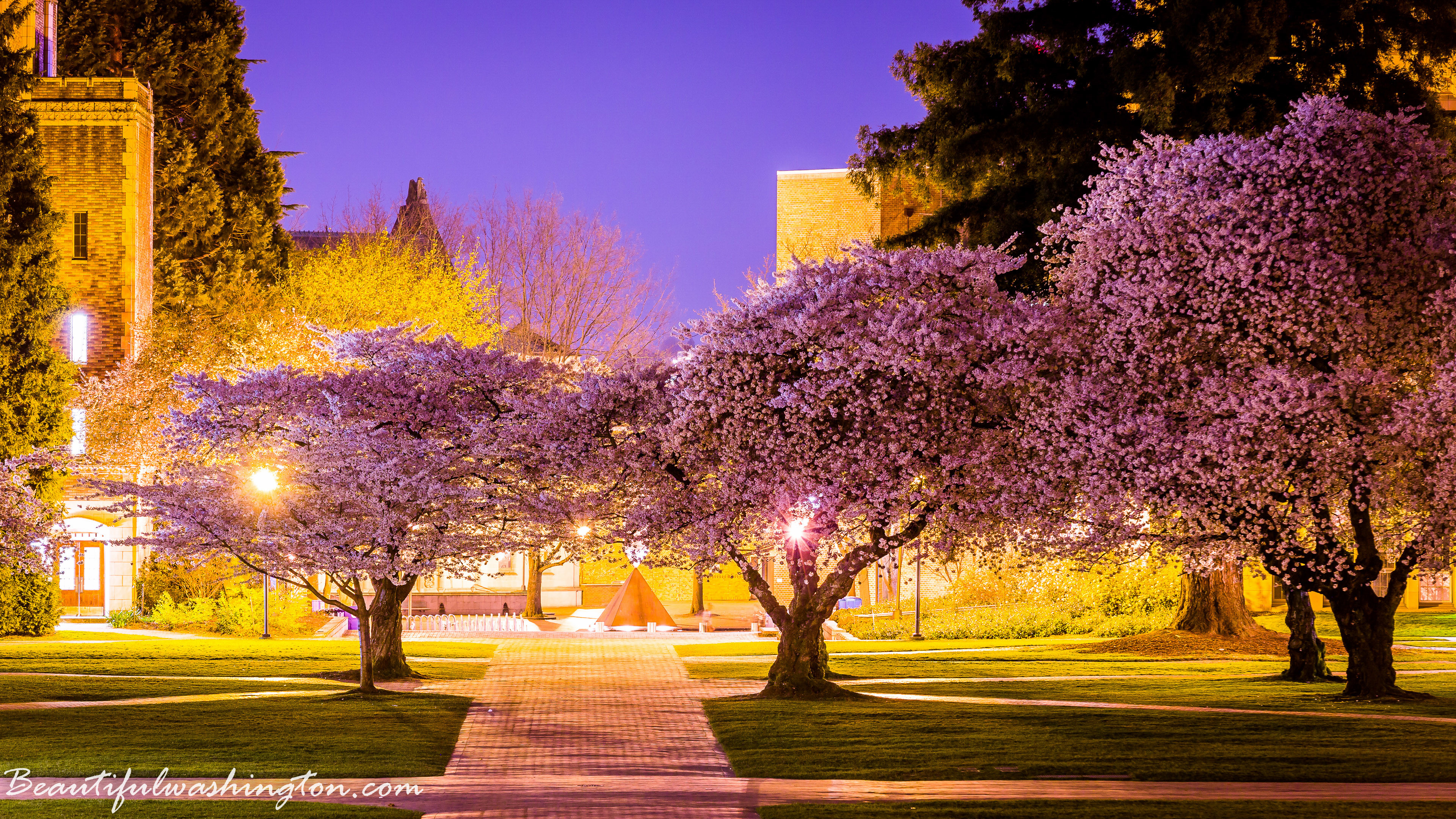 3840x2160 Cherry Blossom, University opf Washington - 2014 Cherry Blossom, University  opf Washington - 2014 ...