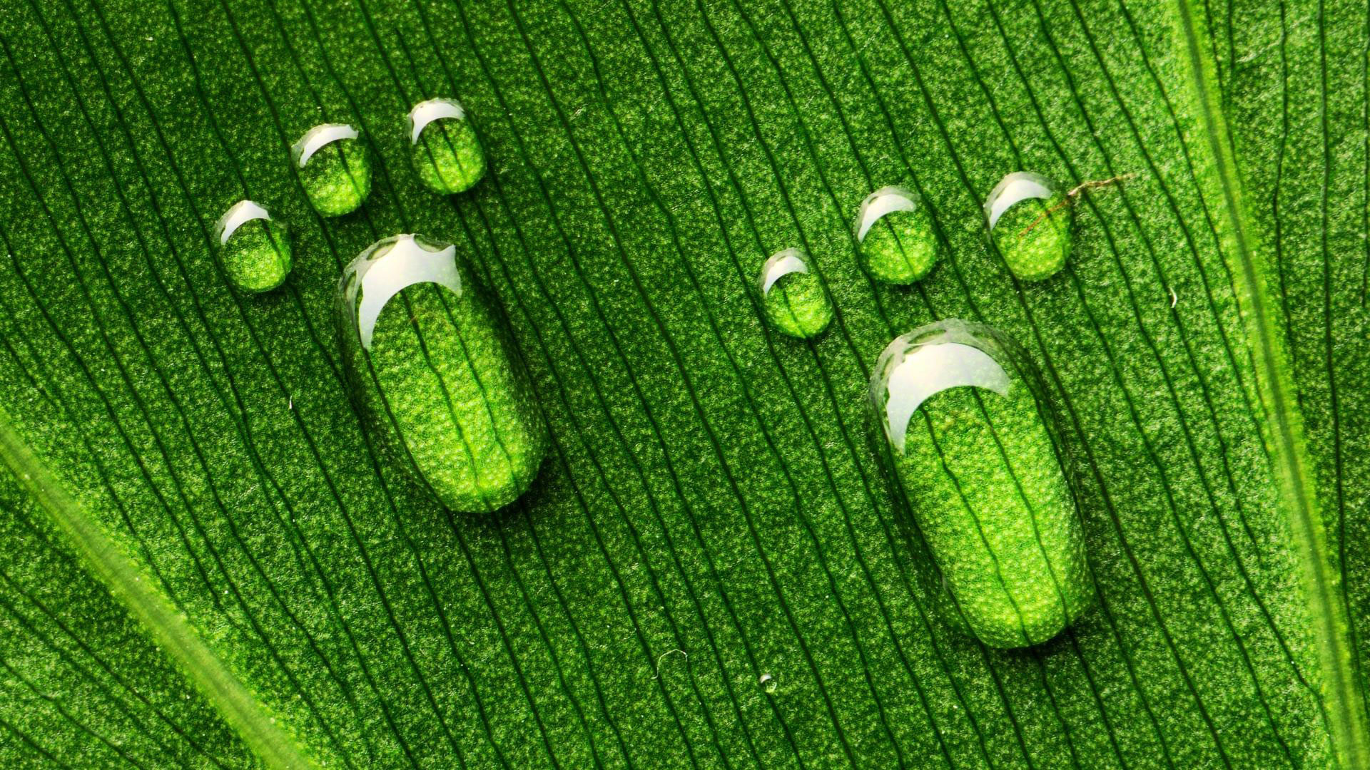 1920x1080 hd pics photos beautiful foot prints water drops nature green hd quality desktop  background wallpaper
