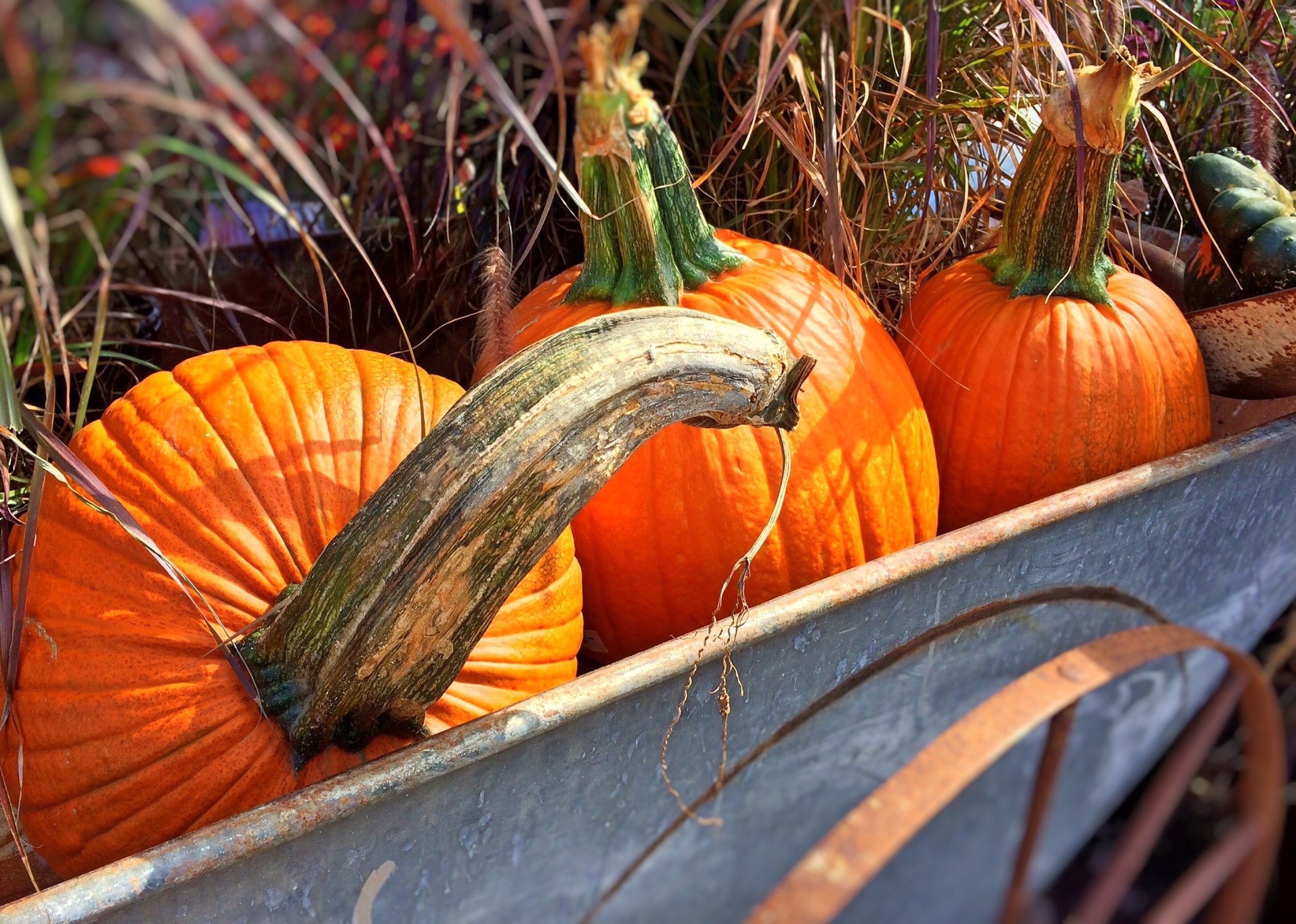 autumn fall pumpkins