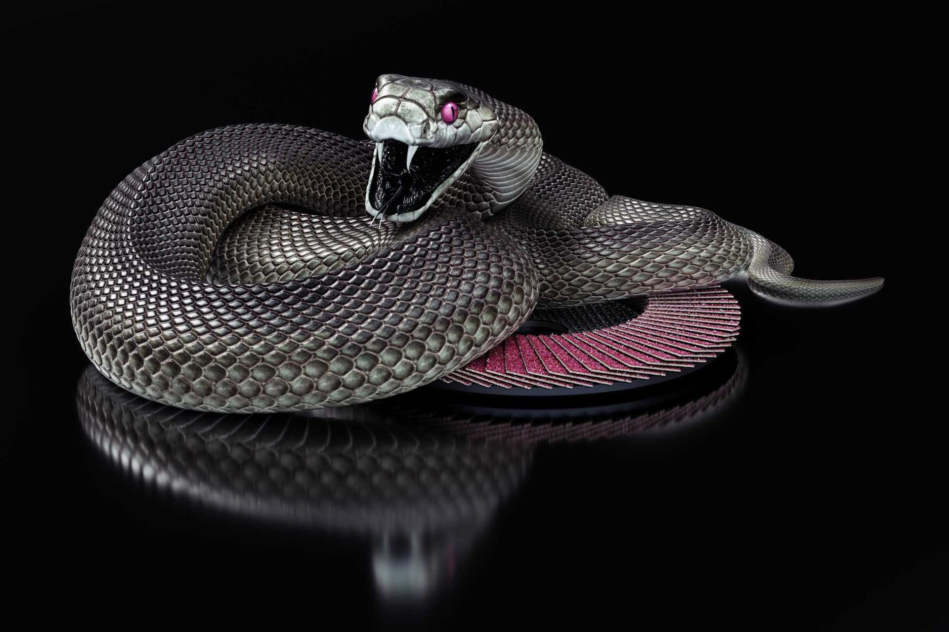 1920x1280 Black Mamba Snake Wallpaper HD Collection Of Black Snake