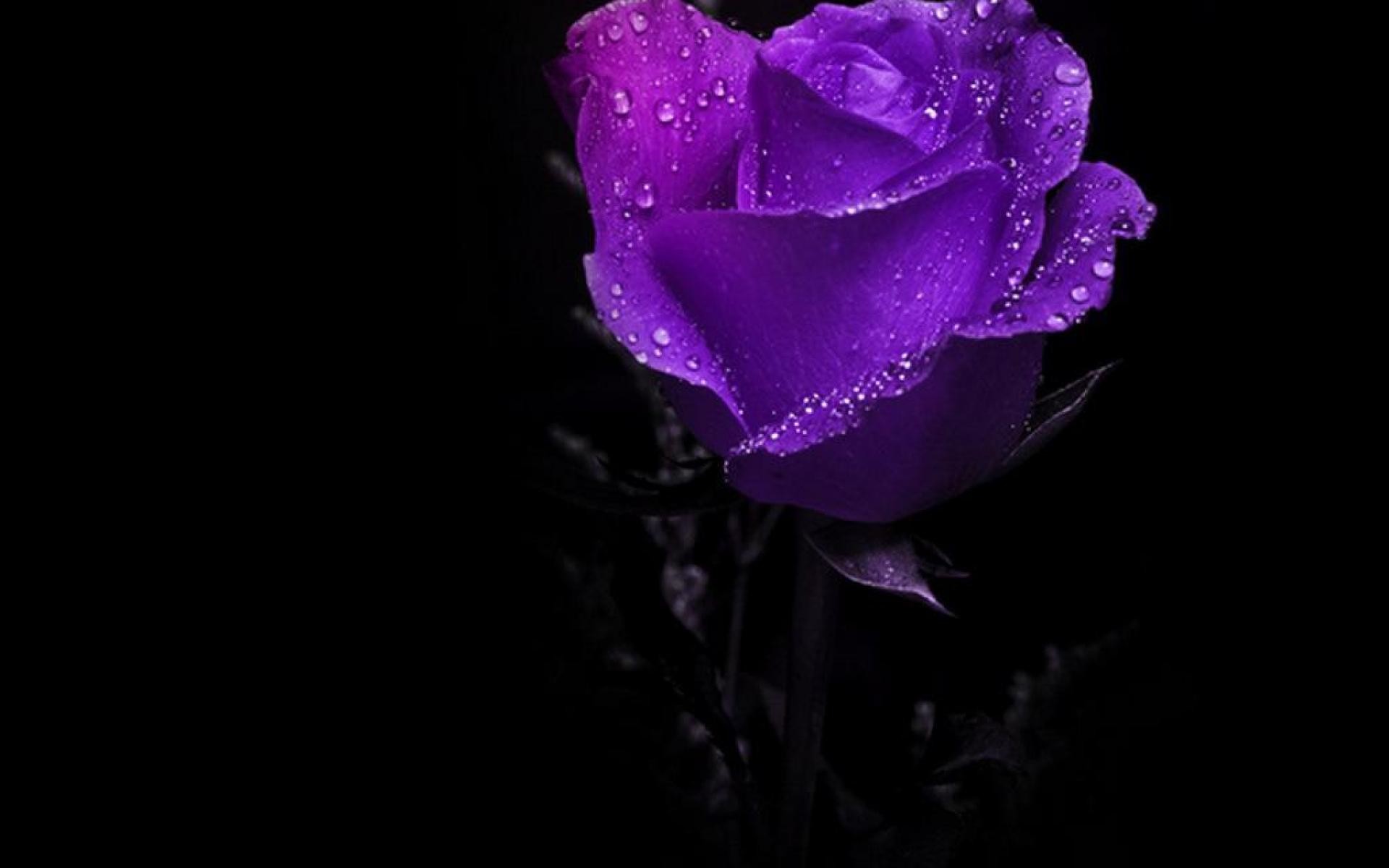 1920x1200 Purple Roses Photo
