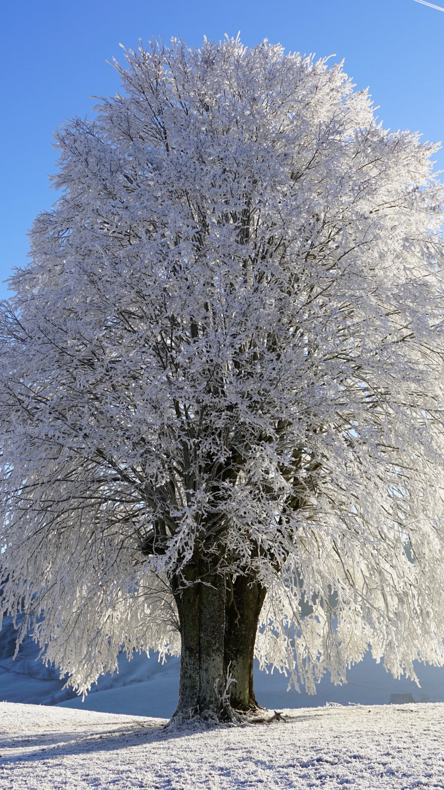 1440x2560 Tree in Snow