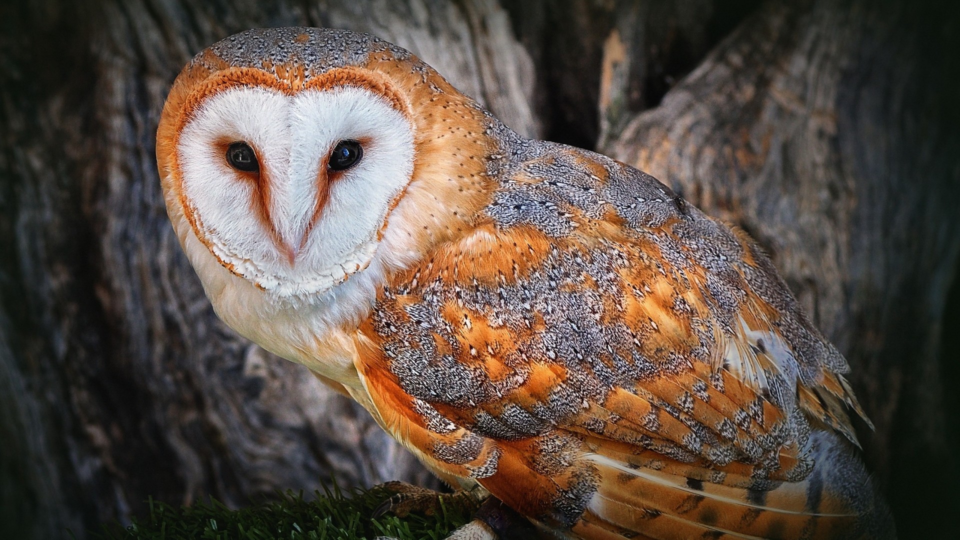 1920x1080 Preview wallpaper owl, beautiful, color, face, tree, bird, predator  