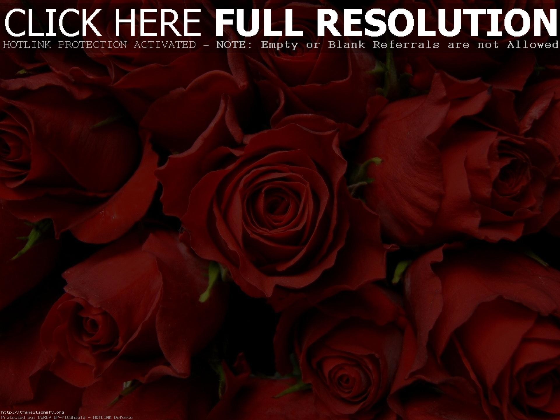 1920x1440  Red Rose Wallpapers Desktop Wallpaper Cave Arresting Images Of