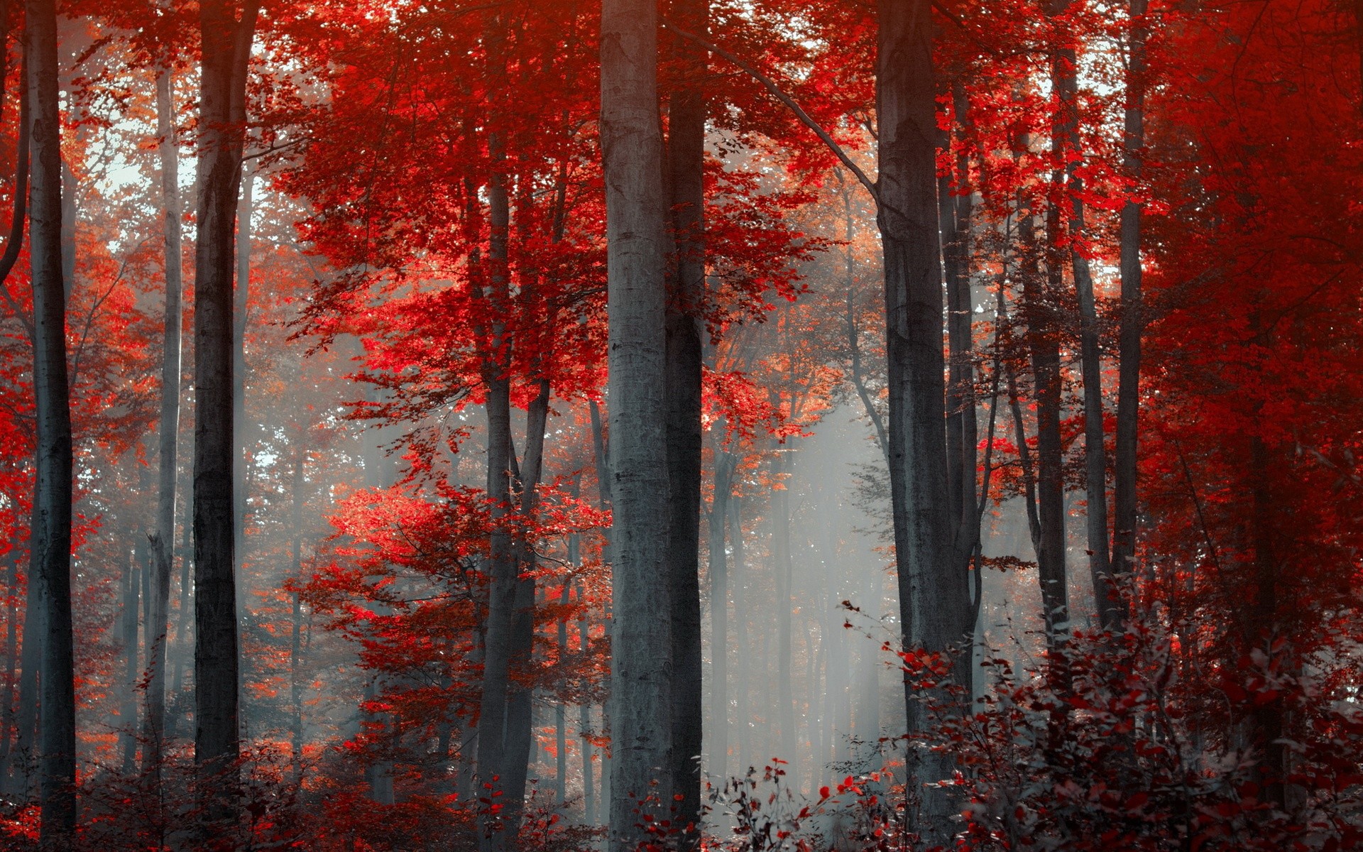 1920x1200 Red Forest Landscape