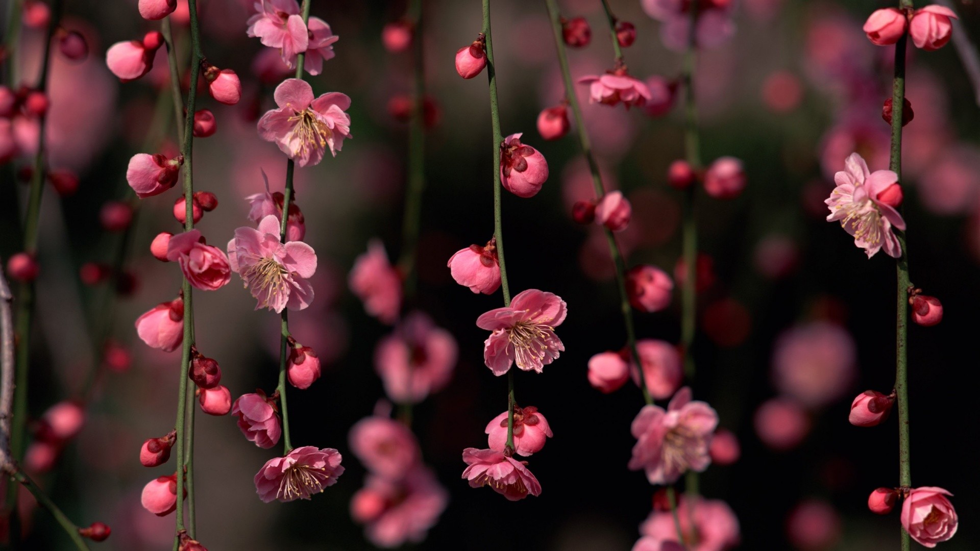 1920x1080 7. spring-flowers-pictures6-600x338