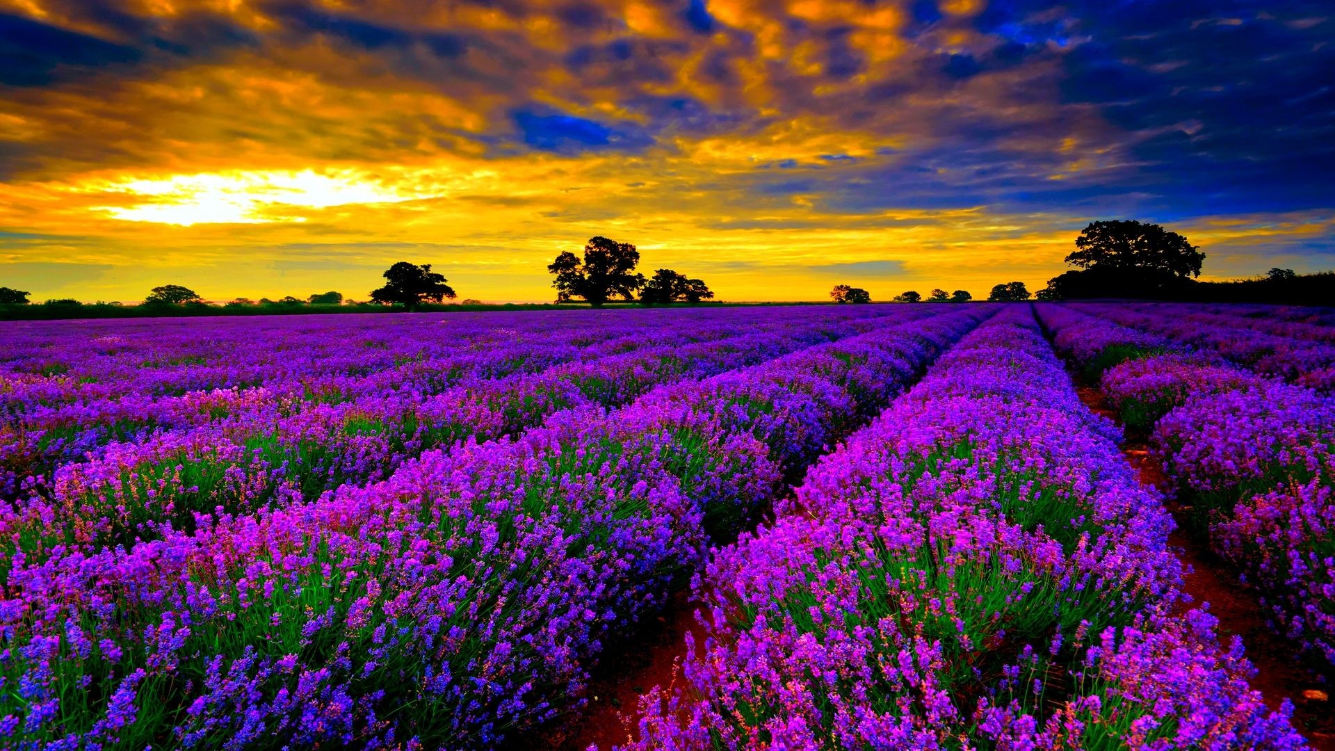 1920x1080 most beautiful field of lavender flowers widescreen desktop wallpapers hd  4k high definition windows 10 colourful