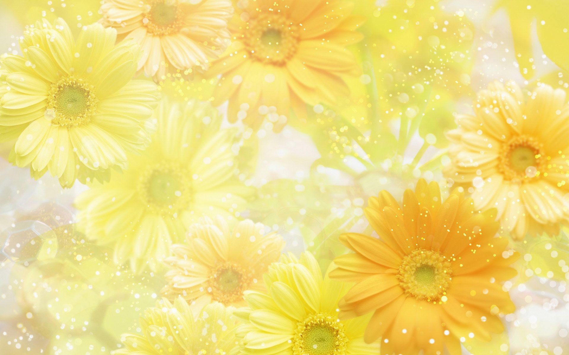 1920x1200 Yellow Flowers Wallpapers - Wallpaper Cave