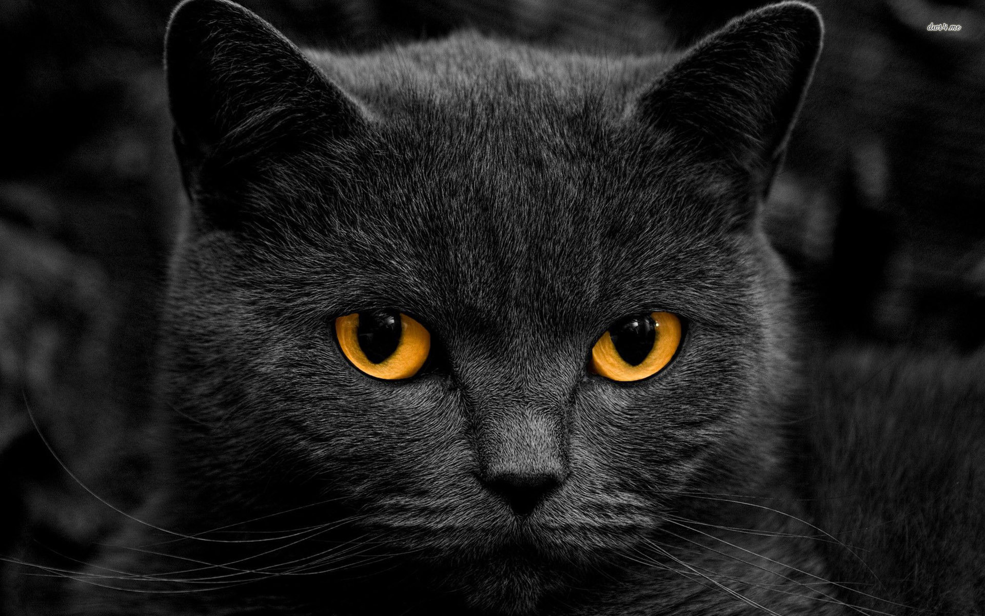 1920x1200 Art Creative Black White Cat Eyes .