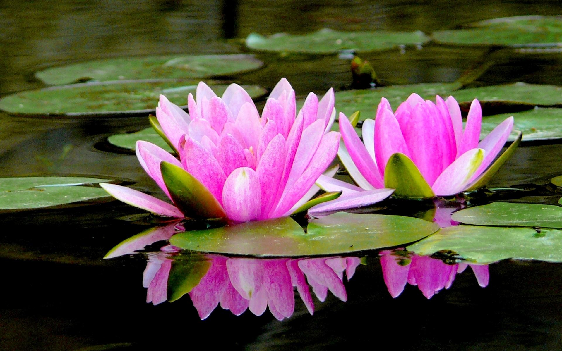 1920x1200 lotus-pond-of-pink-lotus-wallpaper-4