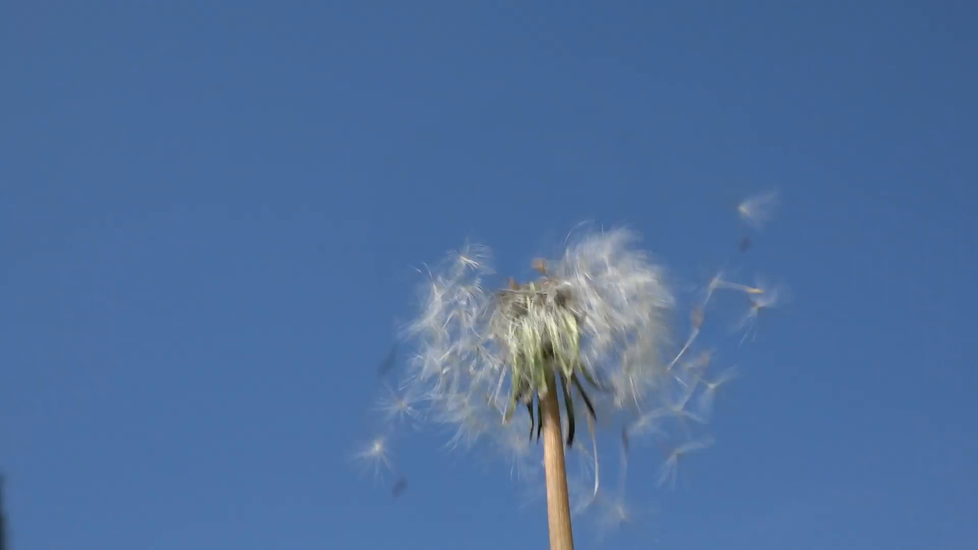 1920x1080 Subscription Library Dandelion heads blow by a gust of wind on a blue sky  background
