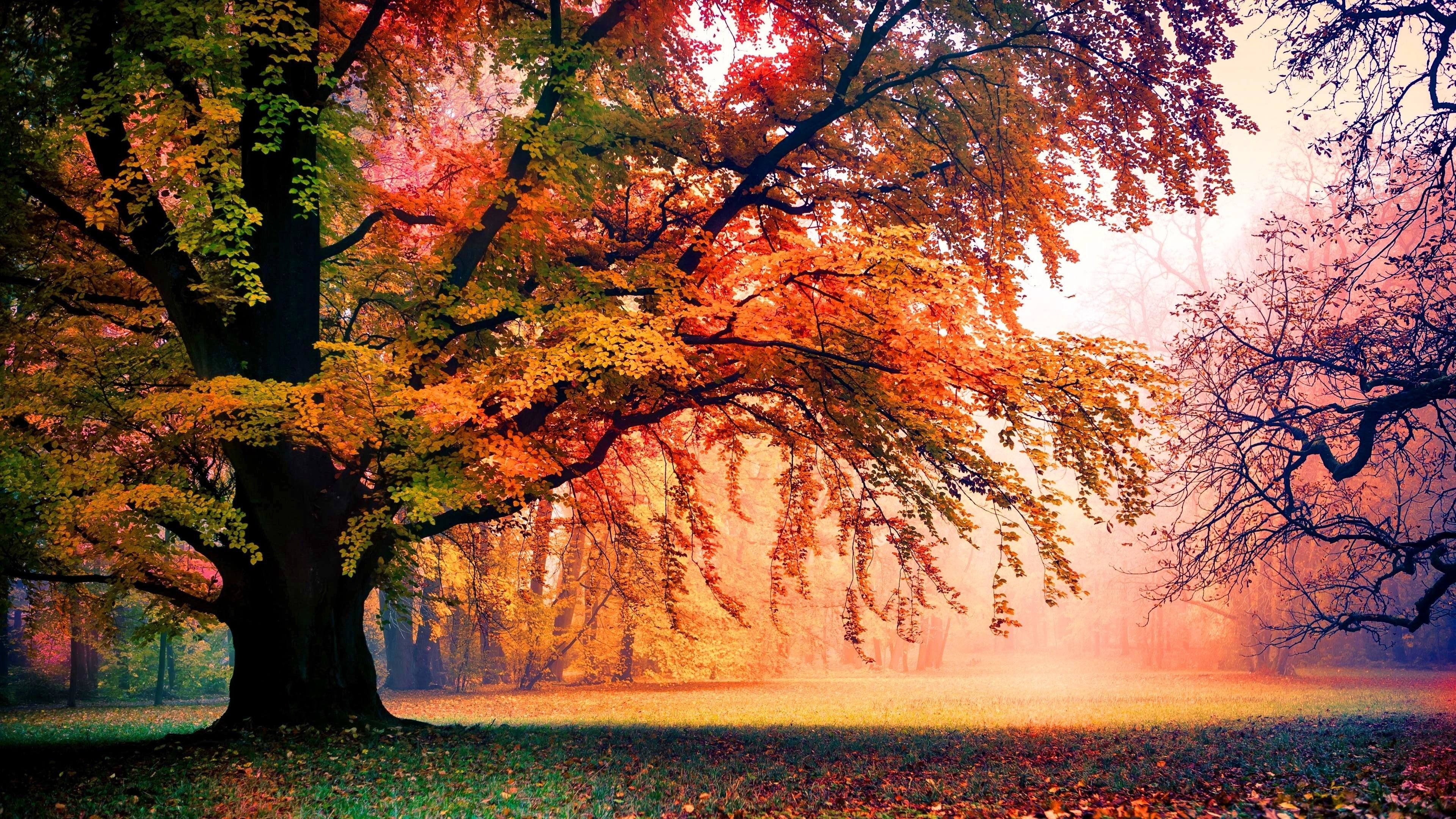 3840x2160 Res: , Colorful Autumn Trees ...