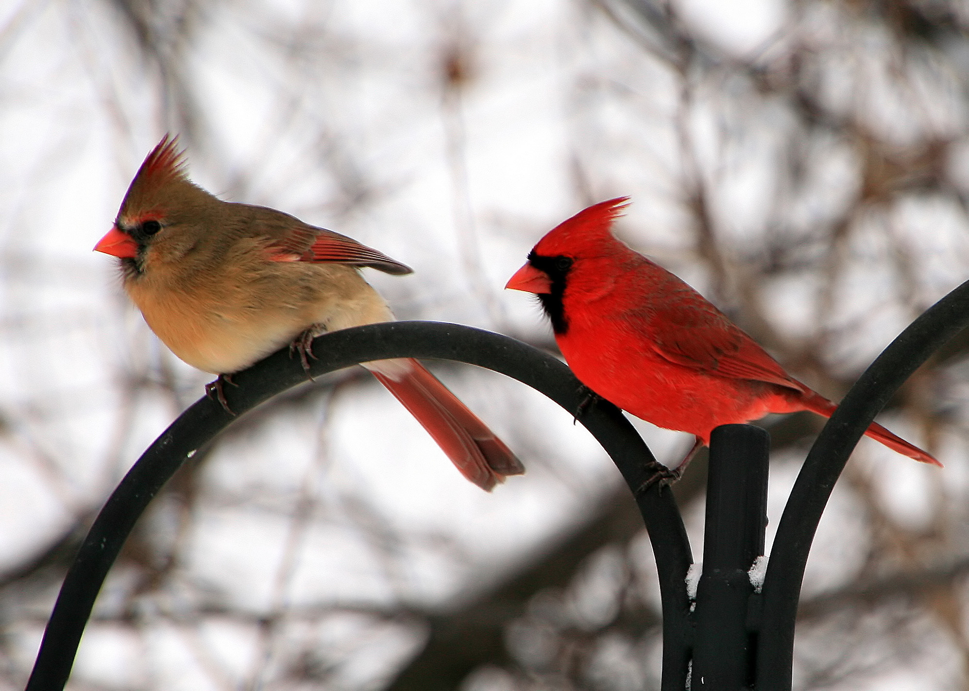 1995x1422 Female and Male Northern Cardinal. The Cardinal is the State Bird of  Virginia.