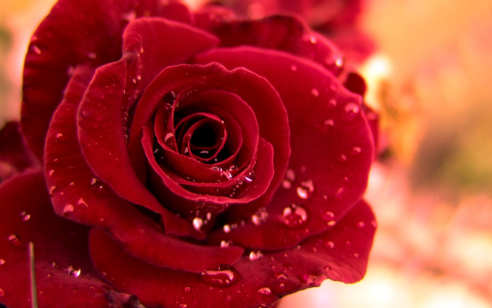 1920x1200 Red Roses Wallpapers HD A5