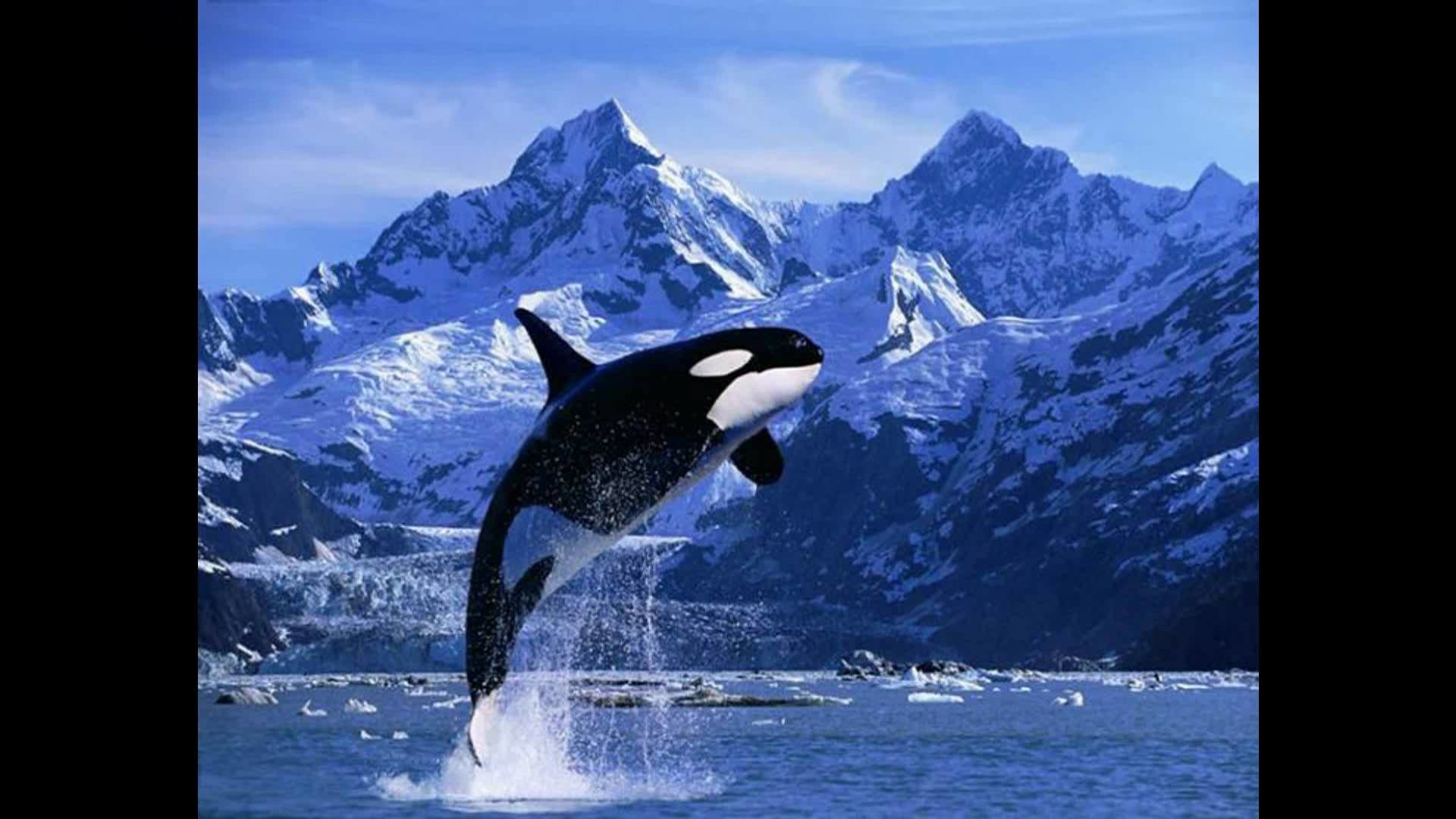 1920x1080 Killer Whales (Orca) Off The Coast of Vancouver Island North