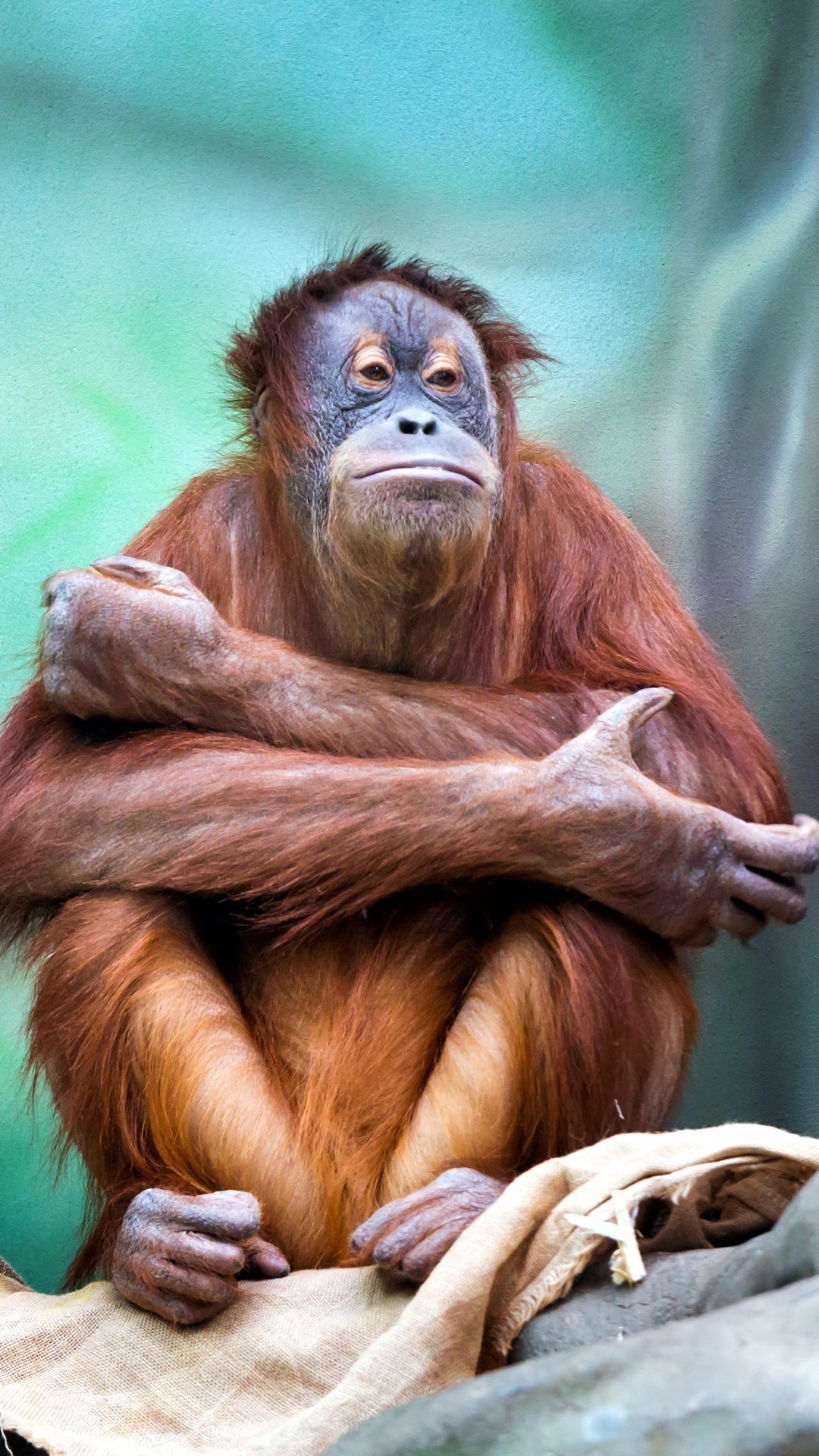 1080x1920 Orangutan, Sitting, Monkey